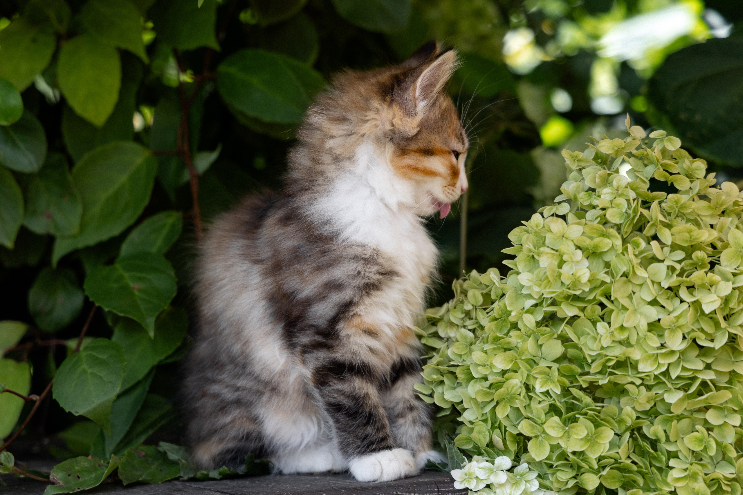 Свадебная фотосессия в агроусадьбе Лабодянка в Минске. Свадебный фотограф в Минске/Беларуси Сергей Спиридонов