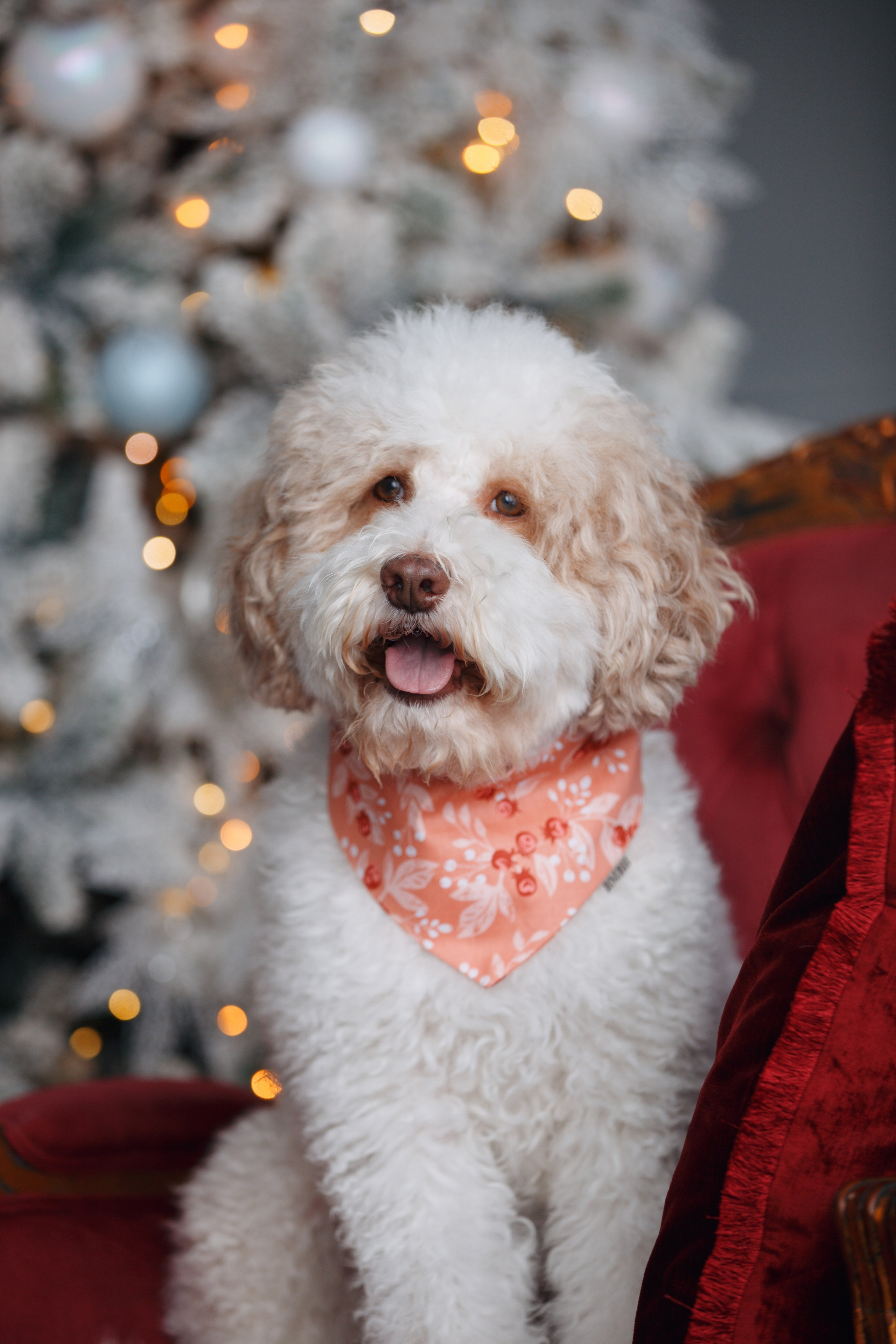 Bmbh лежанки и адресники. Фотограф анималист Кристина Карпова, Москва