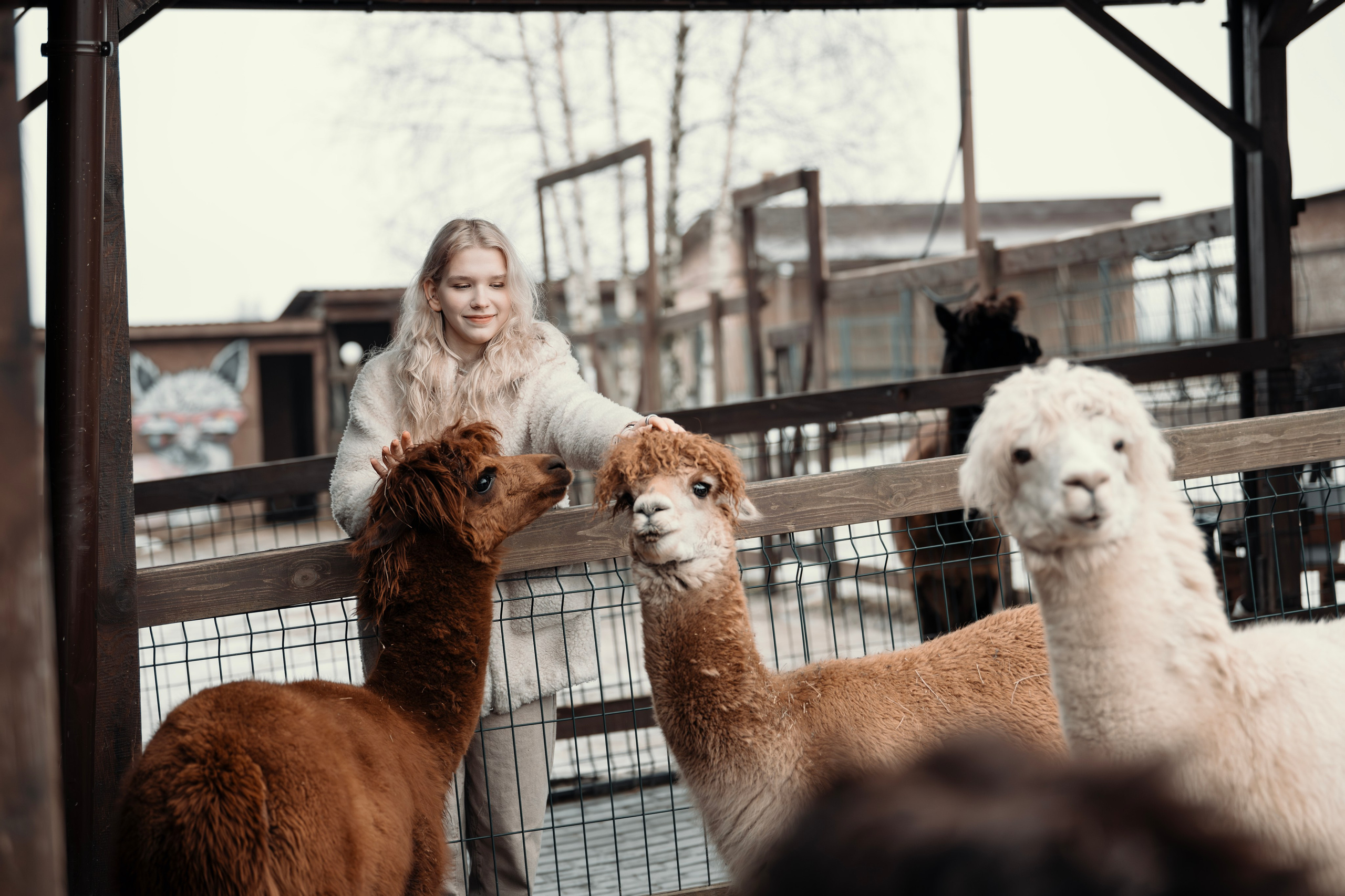 Альпаки. Свадебный и семейный фотограф в Москве Елена Новикова
