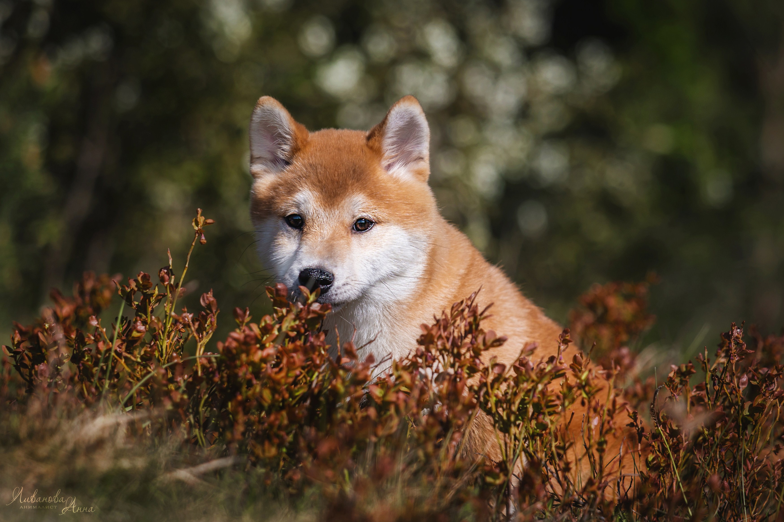 Сиба. Фотограф анималист Аня Ливанова | Рыбинск
