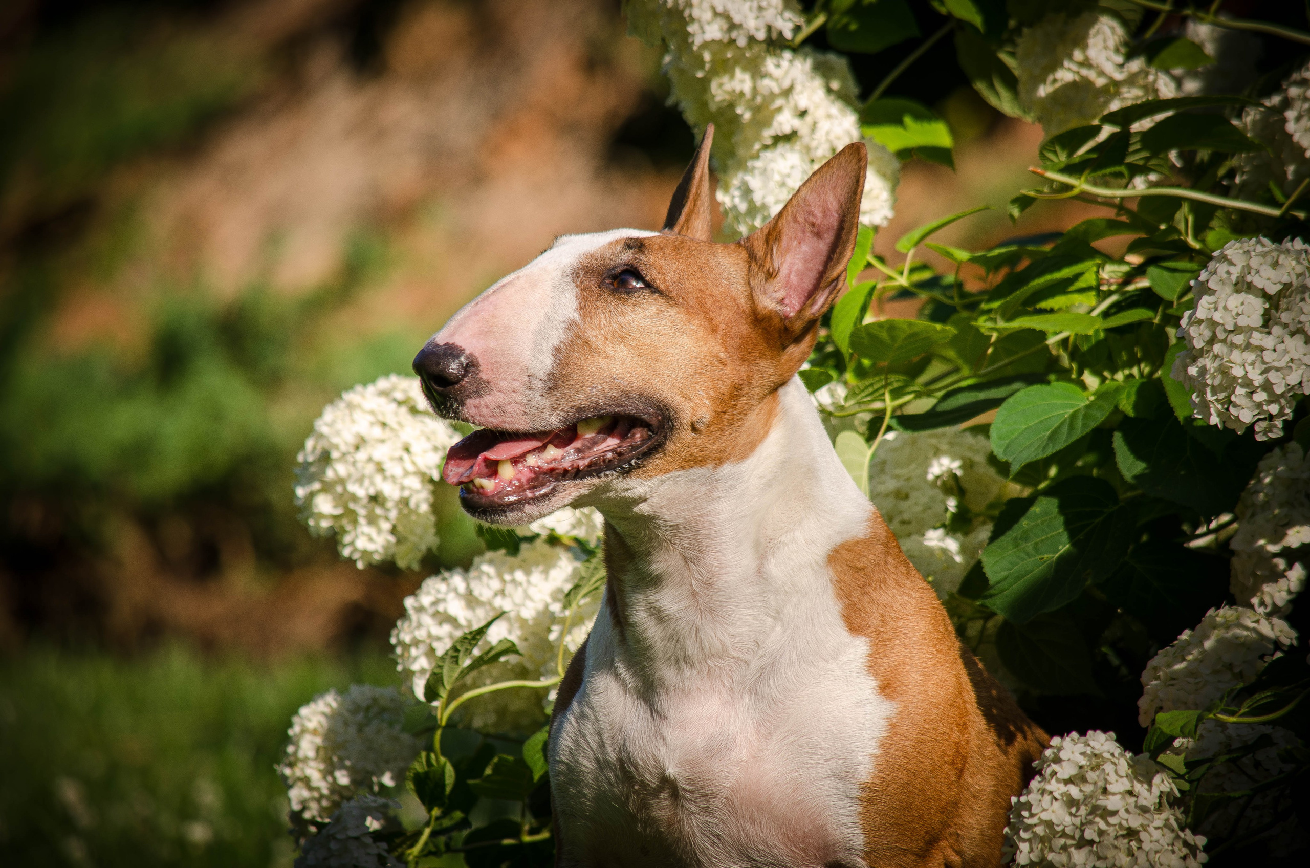Пуля. Фотограф Светлана Блинова, Москва и Московская область
