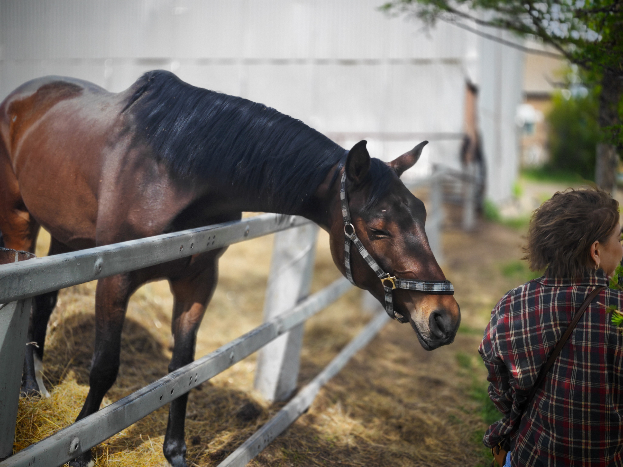 Красноярский ипподром. Открытие сезона 2025. Игорь Урывский. Фотограф Красноярск
