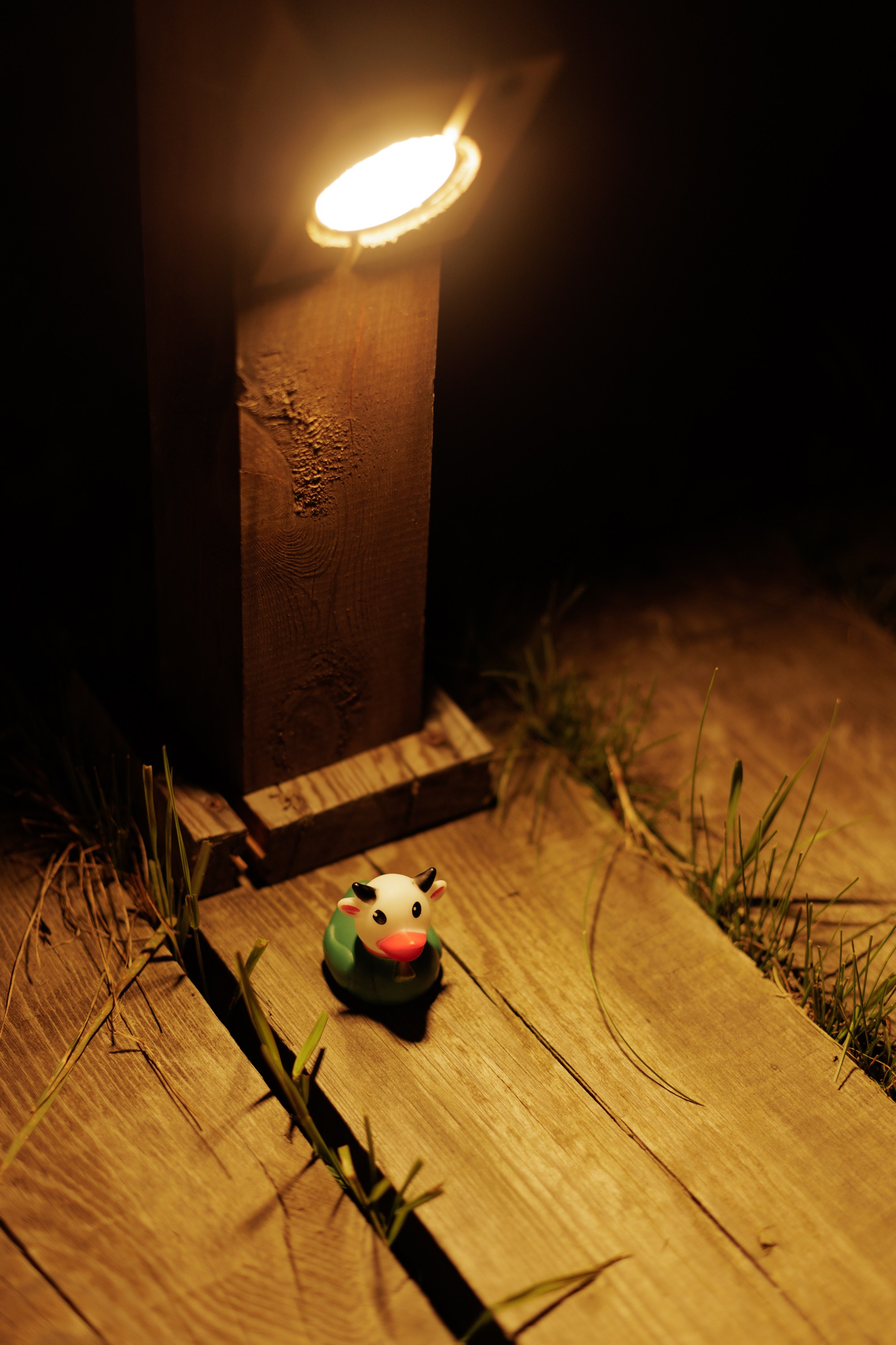 Дмитрий и Алёна. Свадебный фотограф