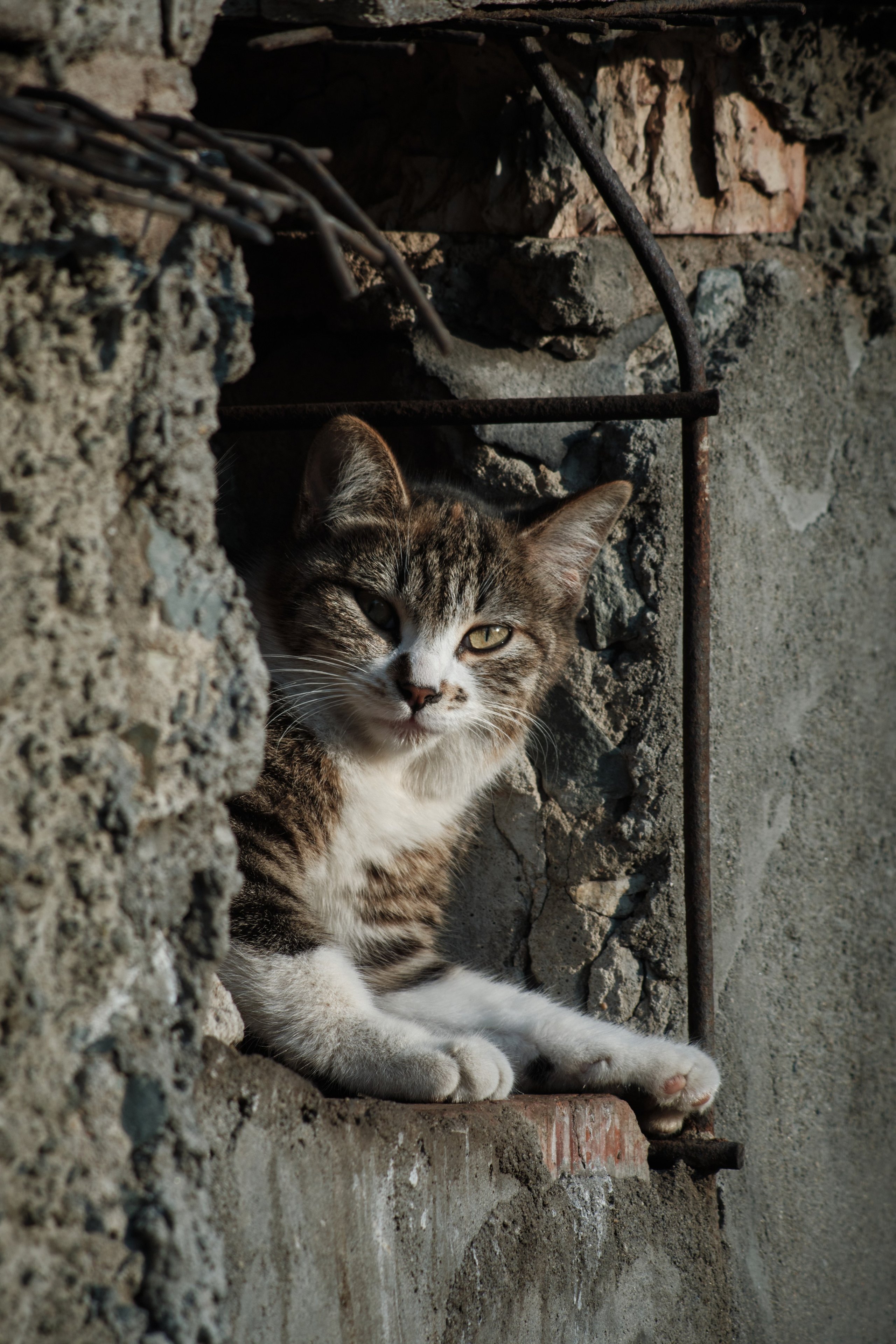 Котики. Фотограф портретный архитектурный лавстори будуар Санкт-Петербург Виктор Иванов