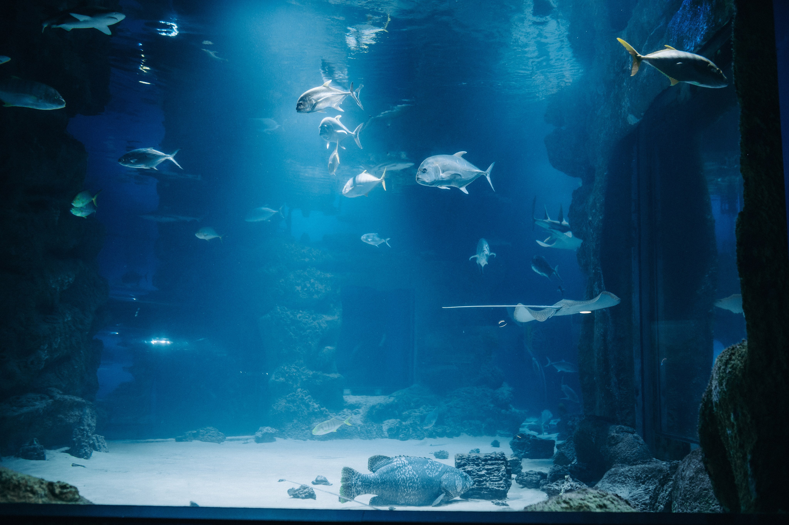 Маленький человек среди огромных рыб. Главная