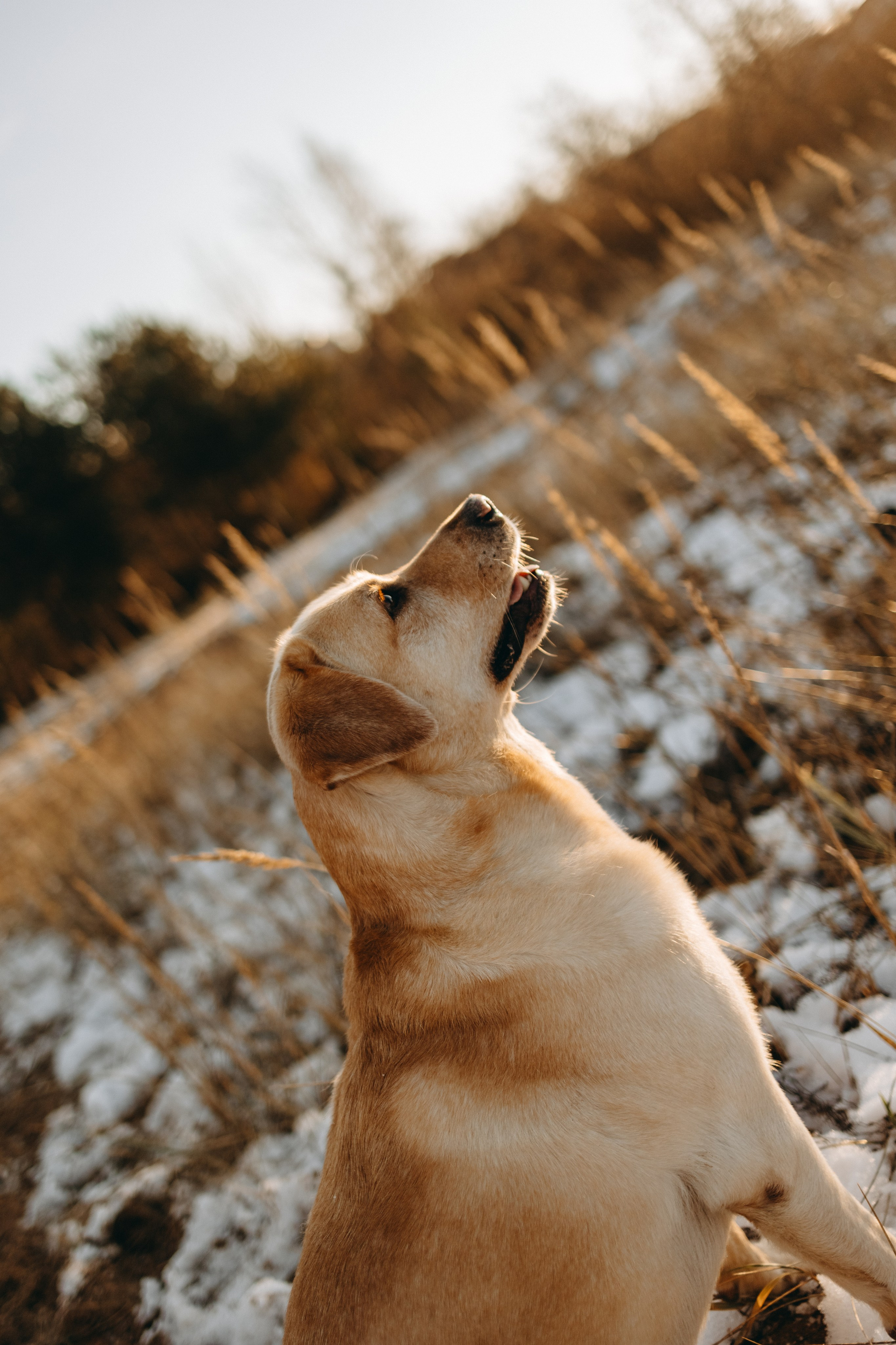 Ирина и Бася. Фотограф — Анималист | Санкт-Петербург