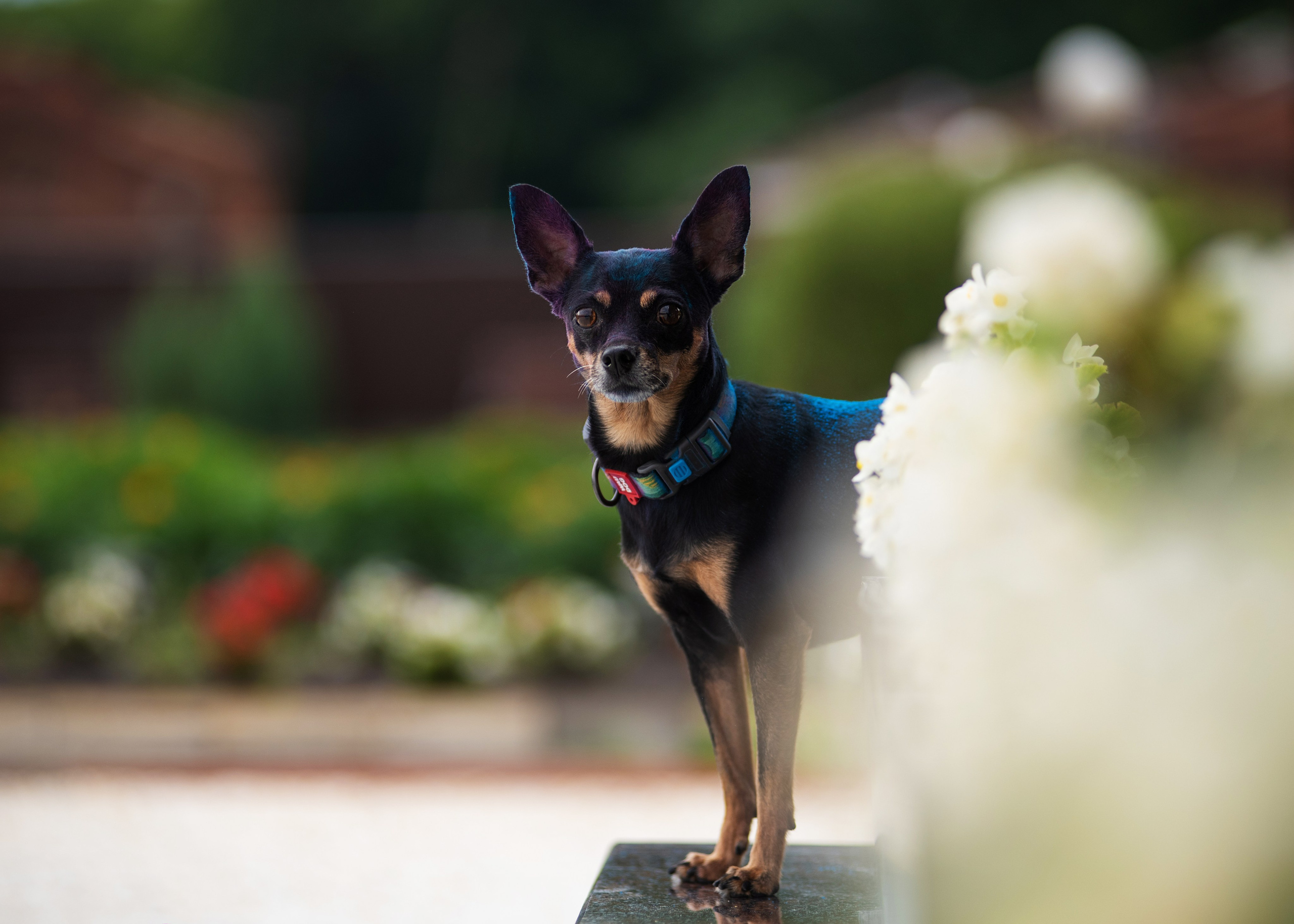 Мотя и краски холли. Дог-фотограф в Тюмени Александра Королева