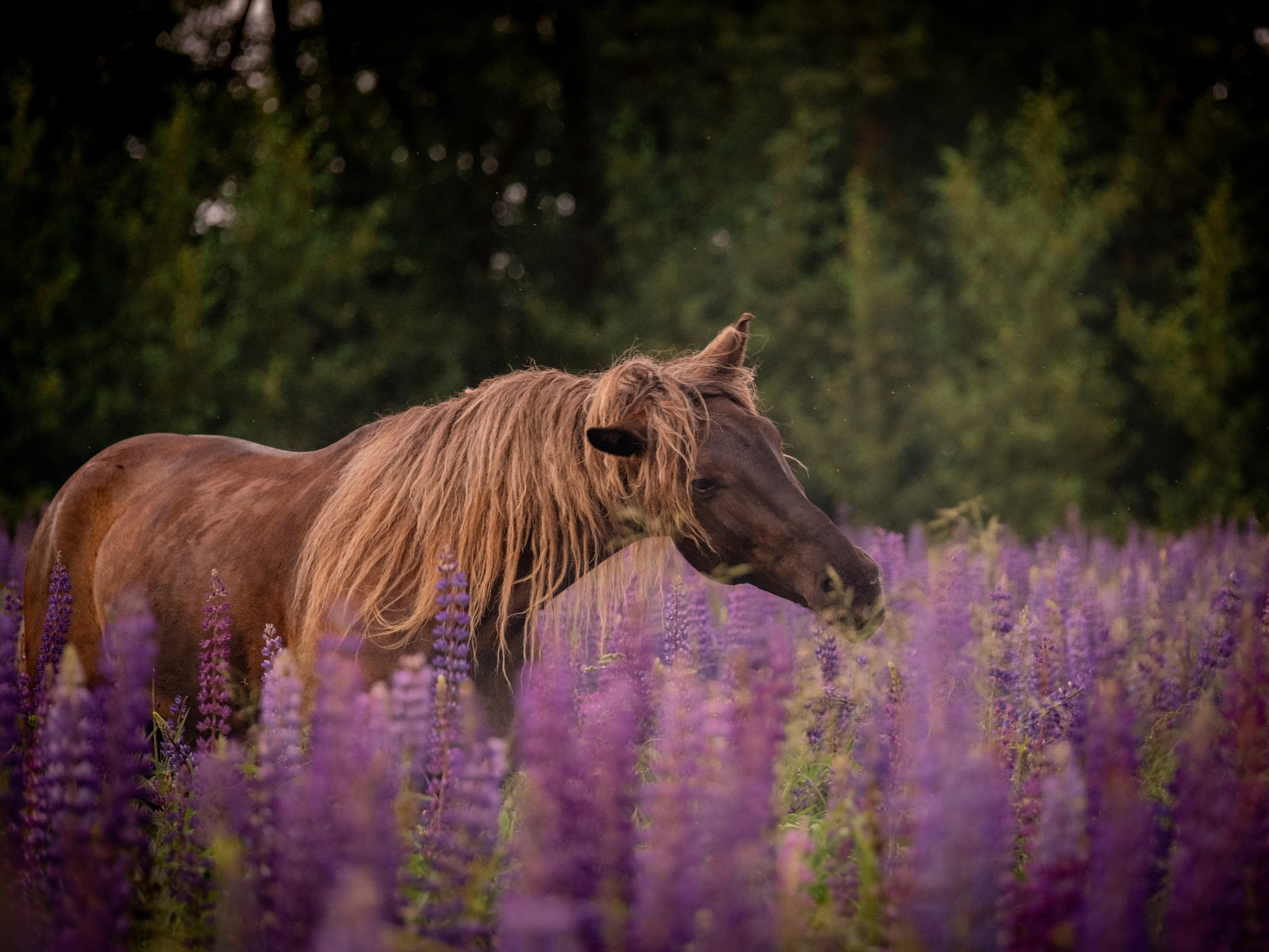 Аванпост, конное ранчо. Зоофотограф, фотограф животных в Москве и области Дина Дамоцева