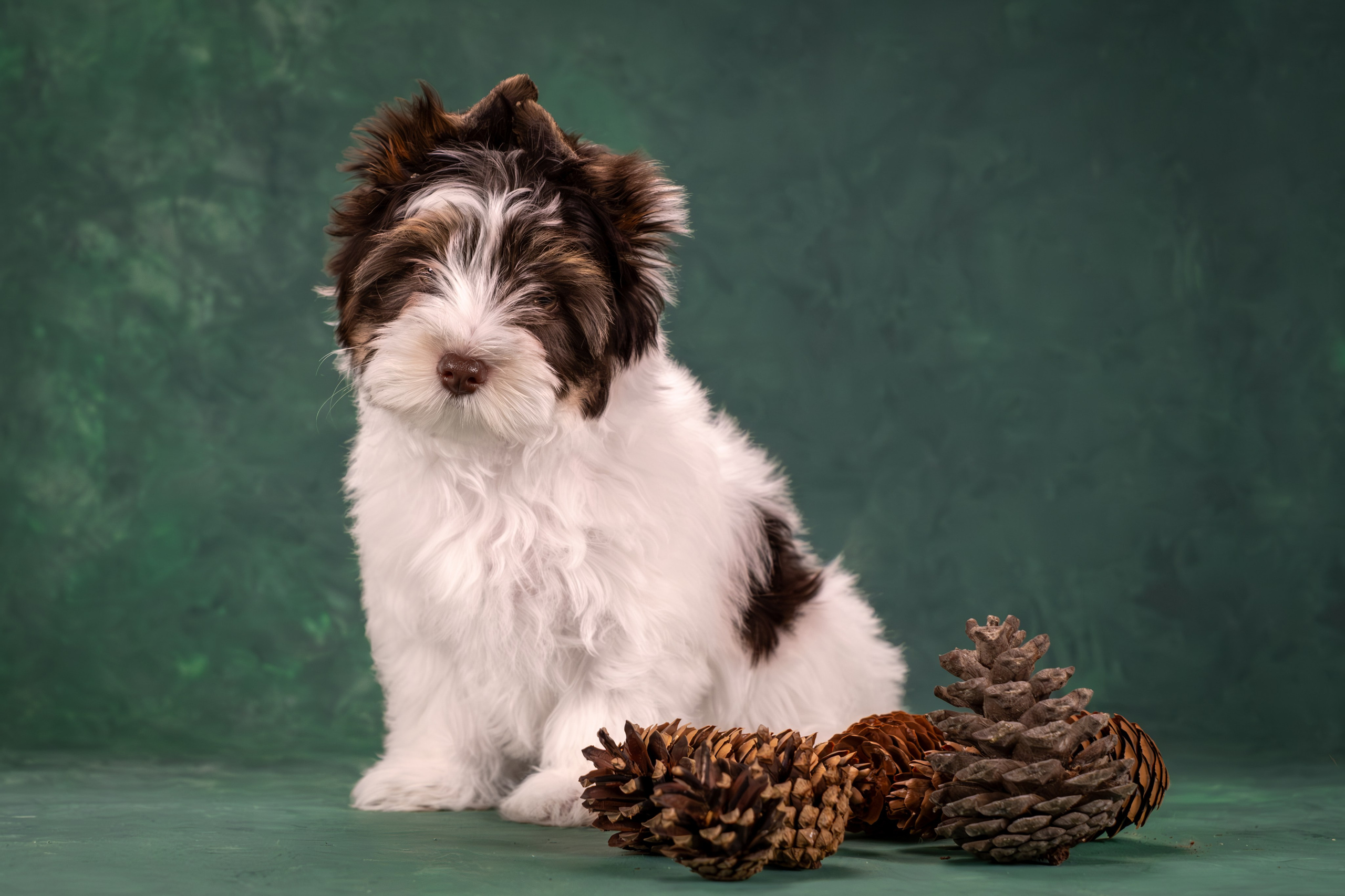 Сказочные биверы для Светланы. Зоофотограф, фотограф животных в Москве и области Дина Дамоцева
