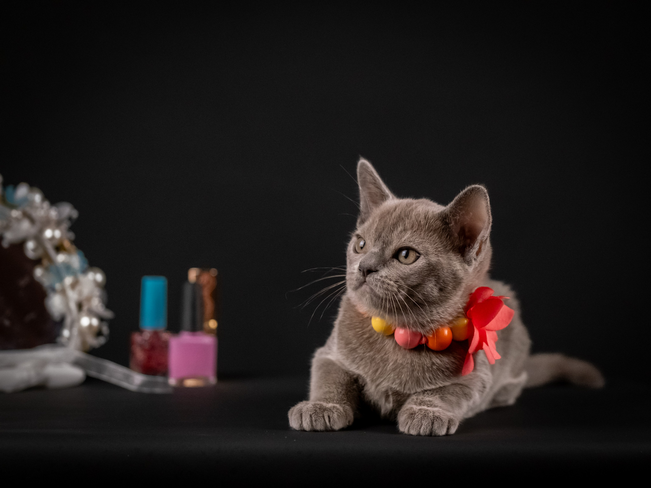 Бурмятки для Елены). Зоофотограф, фотограф животных в Москве и области Дина Дамоцева