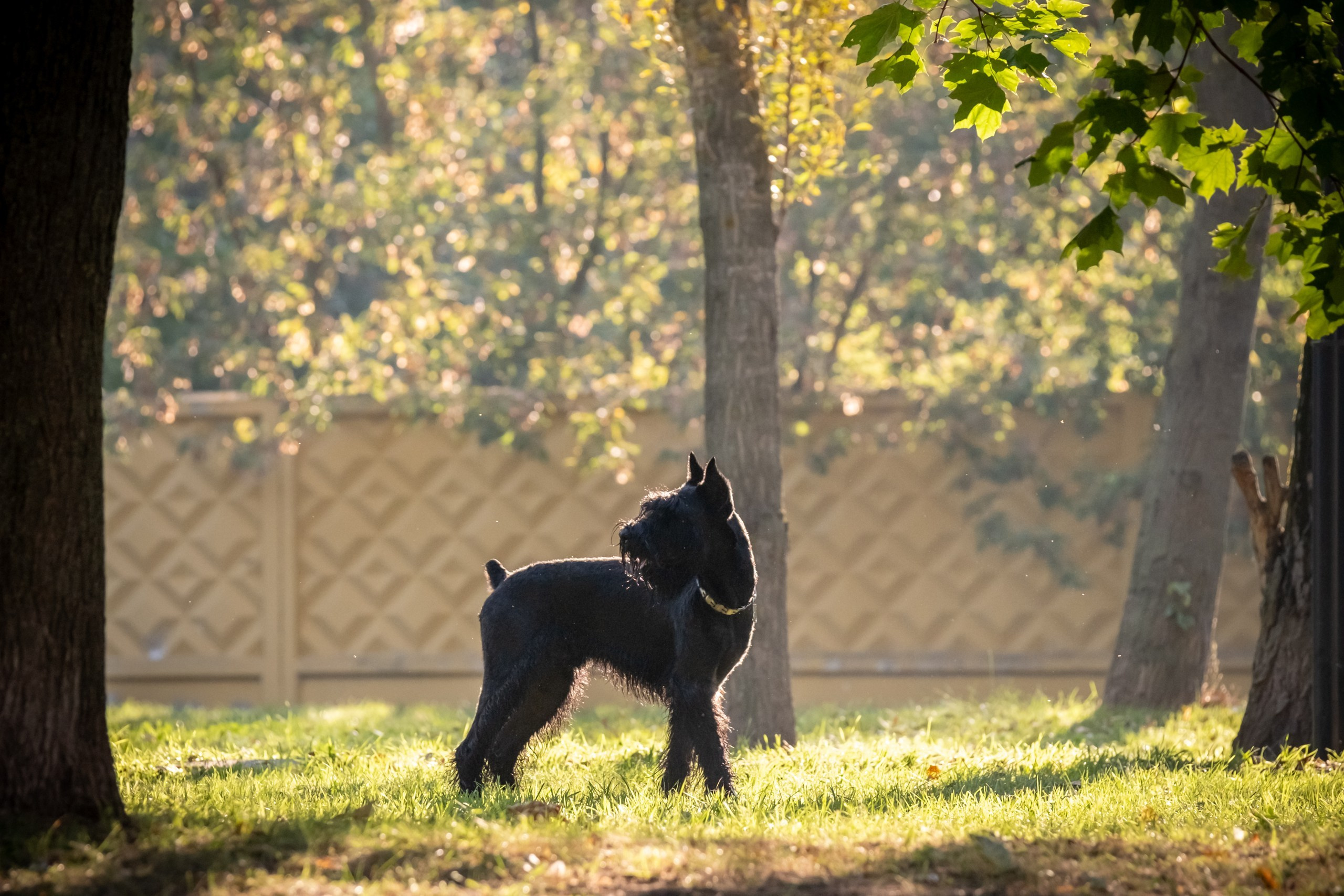 Прекрасная семья Ксении. Зоофотограф, фотограф животных в Москве и области Дина Дамоцева