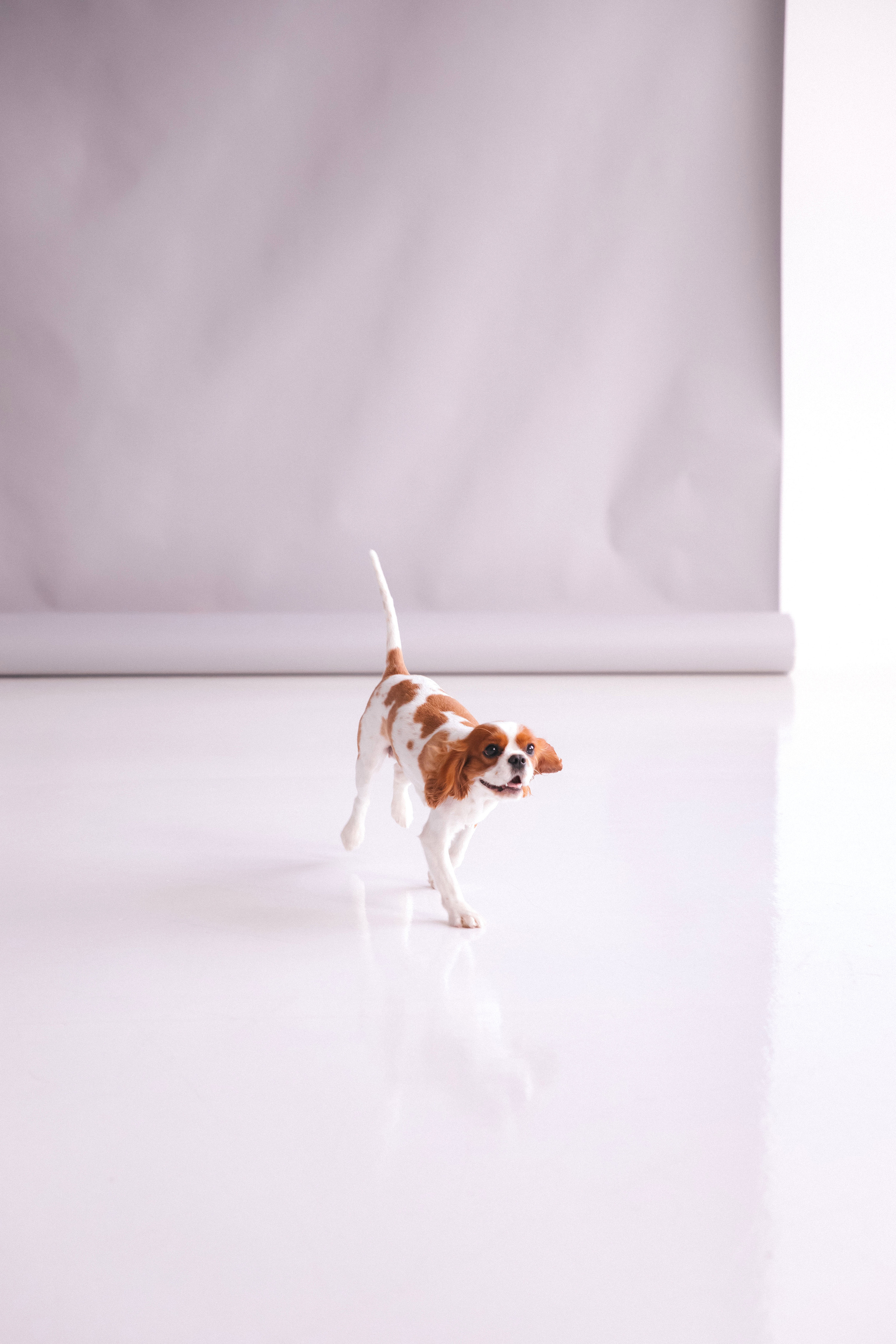 Юля, Тата и Золя. Свадебный и семейный фотограф в Санкт- Петербурге Гугучкина Полина