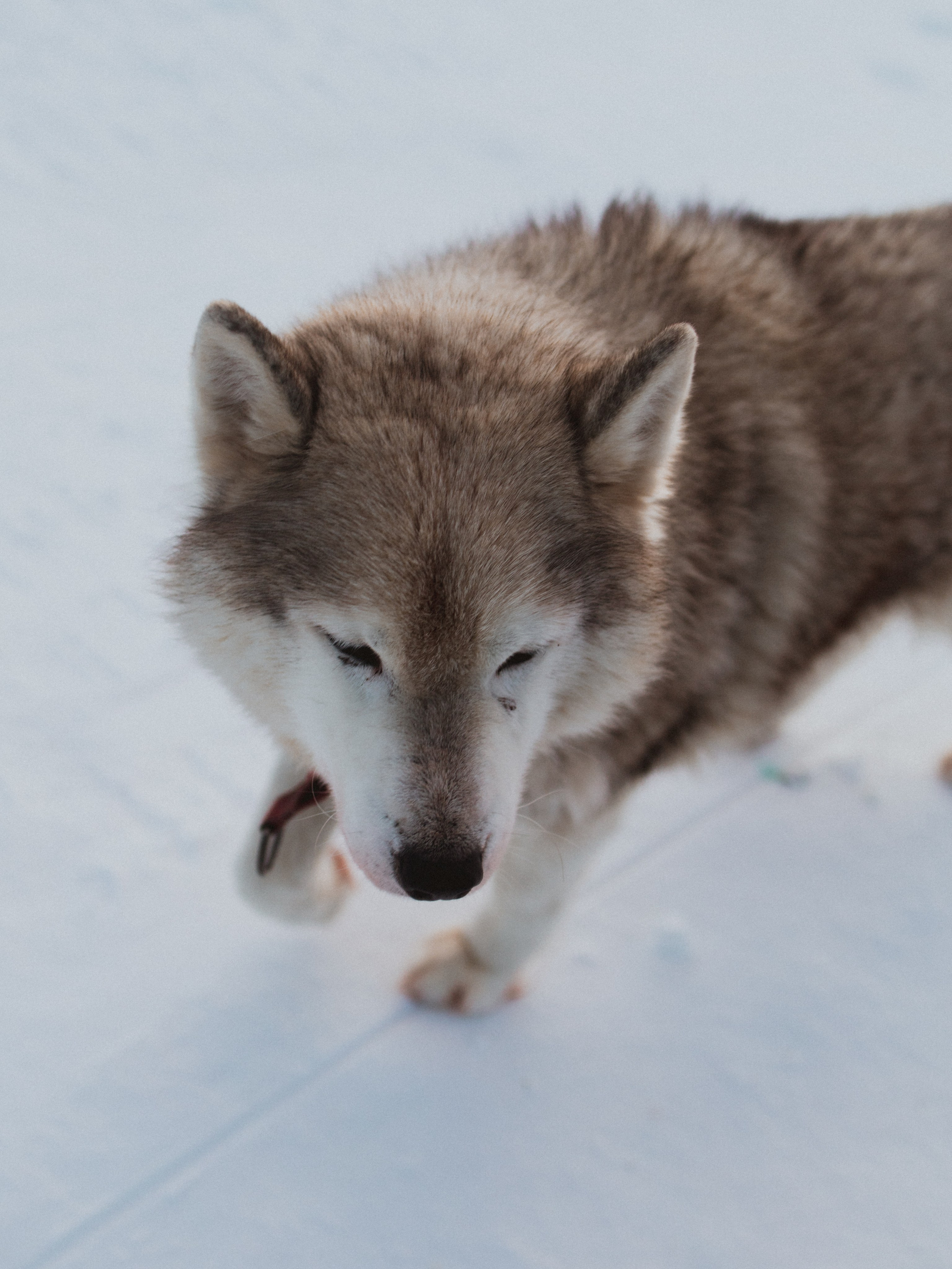 Териберка. Анна Мильч