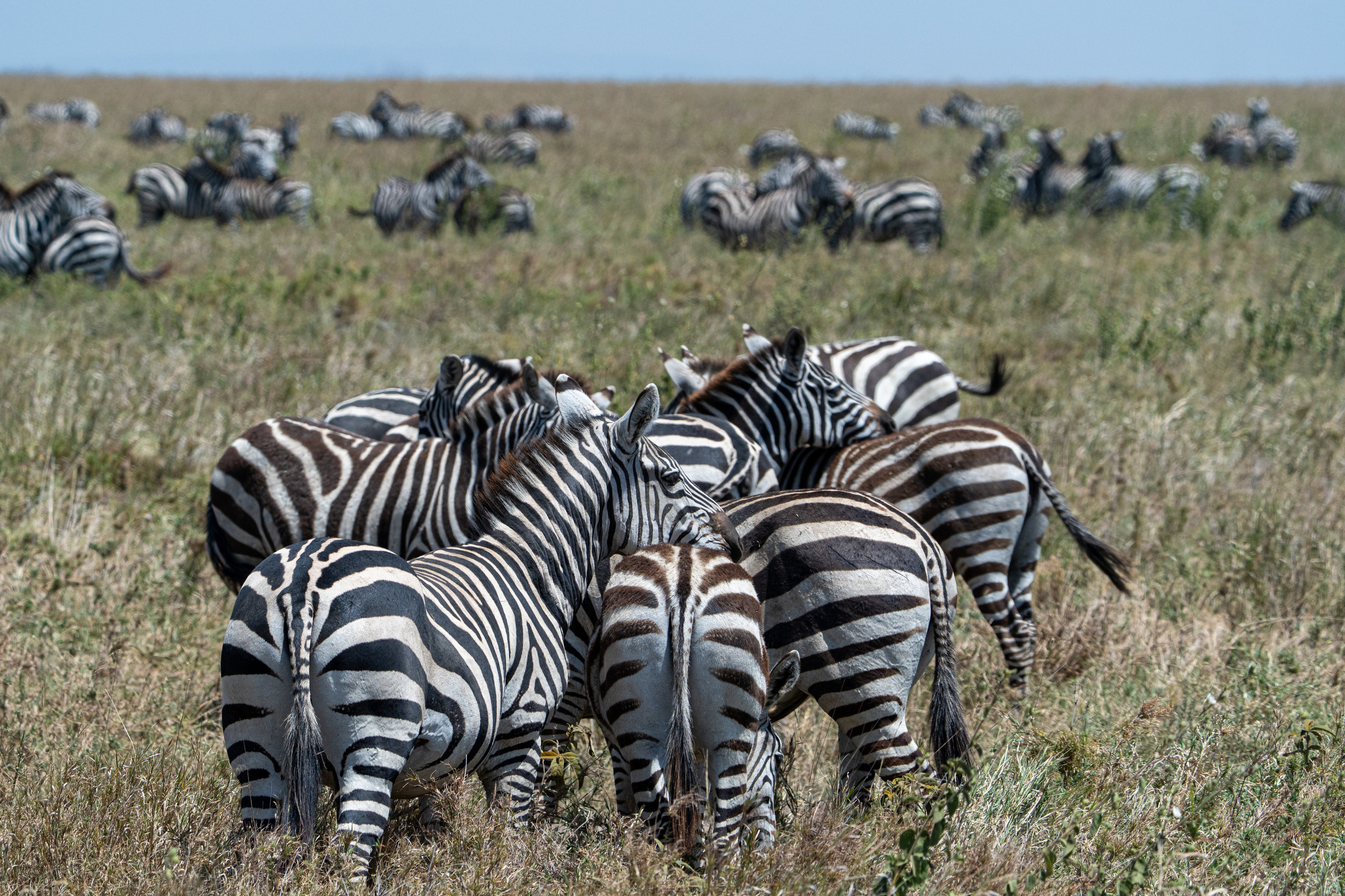 Танзания, сафари, 2025. Творческие сьемки
