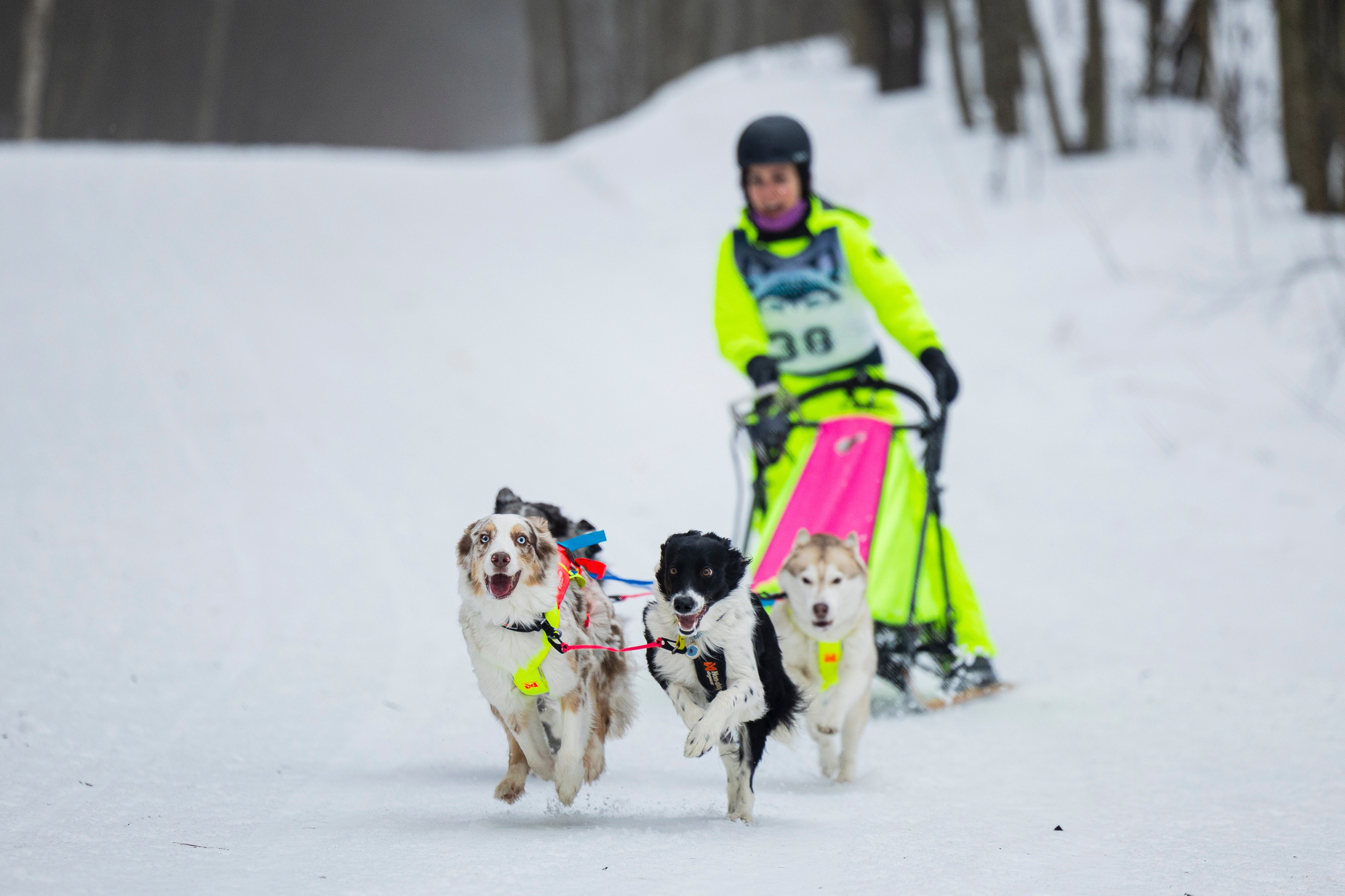 Зимний Чемпионат Санкт-Петербурга по ездовому спорту. Фотограф-анималист Анна Маринич