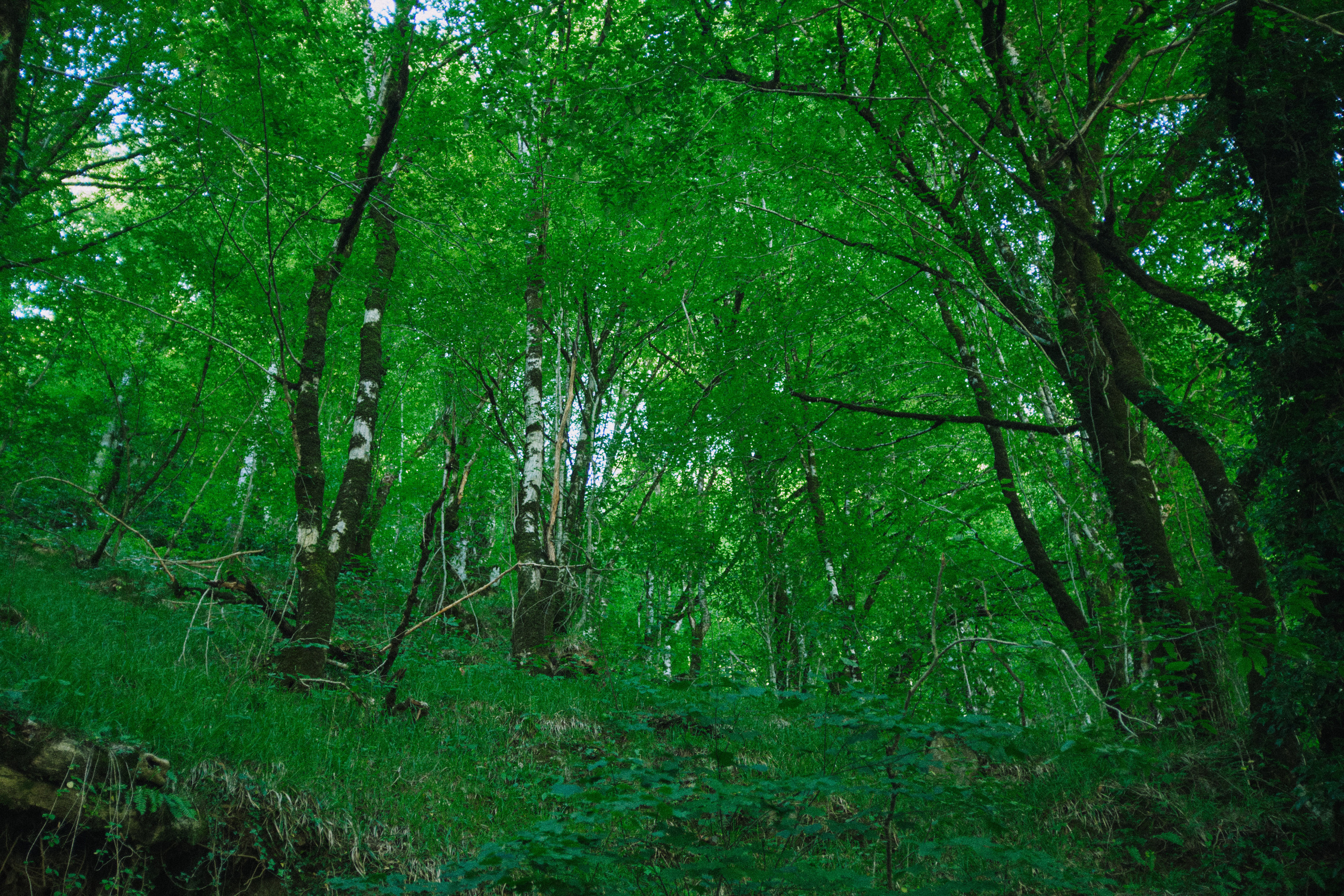 Летняя поездка в Красную поляну. Елена Павленко. Фотограф. Москва