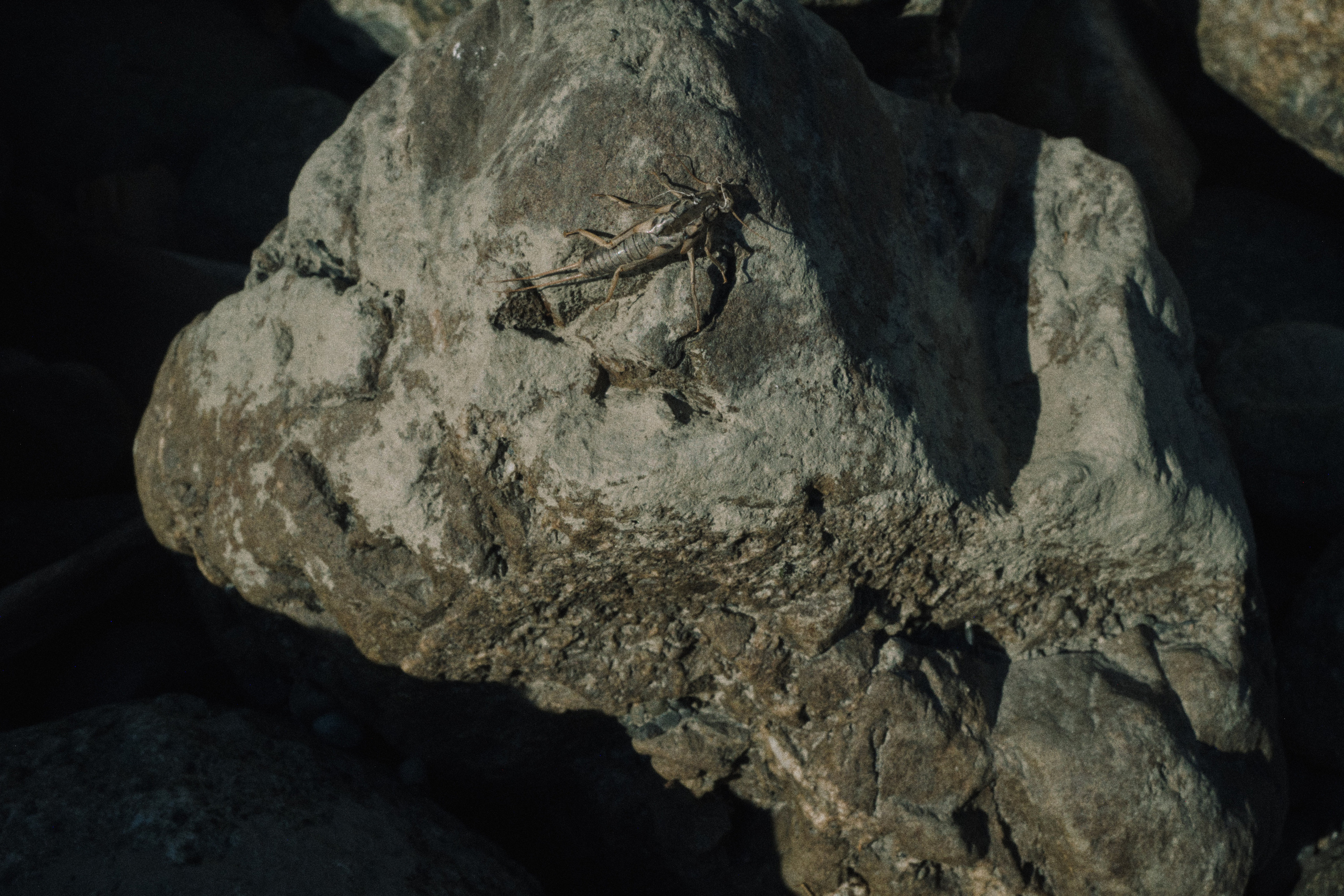 Летняя поездка в Красную поляну. Елена Павленко. Фотограф. Москва