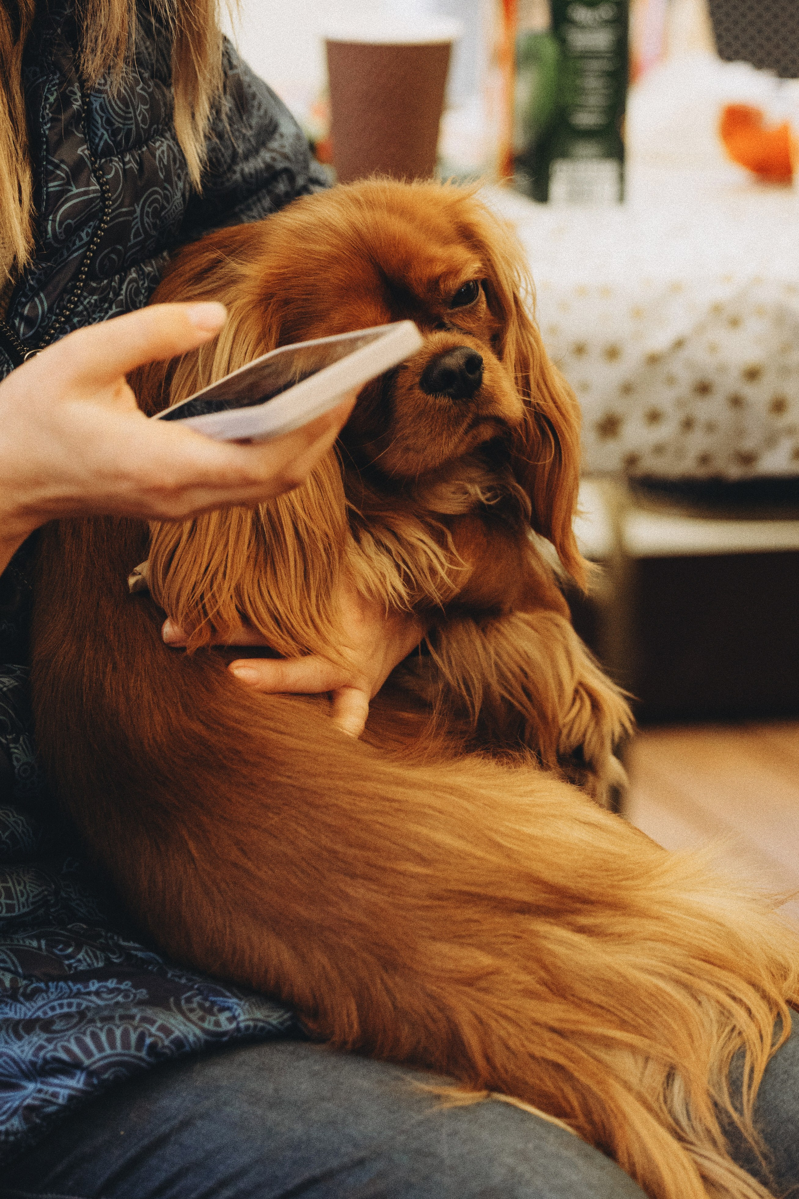 Встреча ККЧС. Фотограф анималист Осипчикова Мария