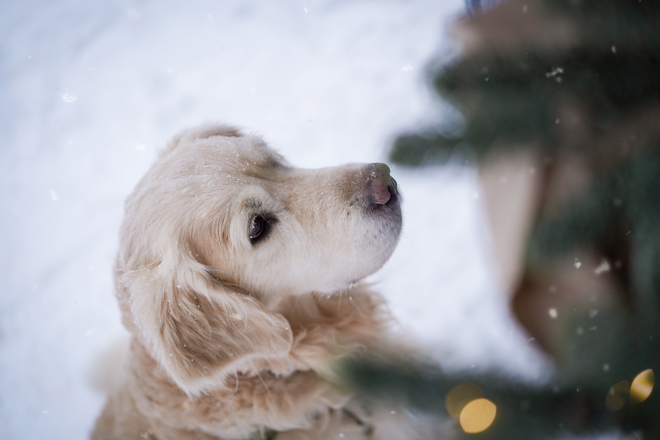 Настя и Арчи. Фотограф-анималист в Санкт-Петербурге Яна Мартынова