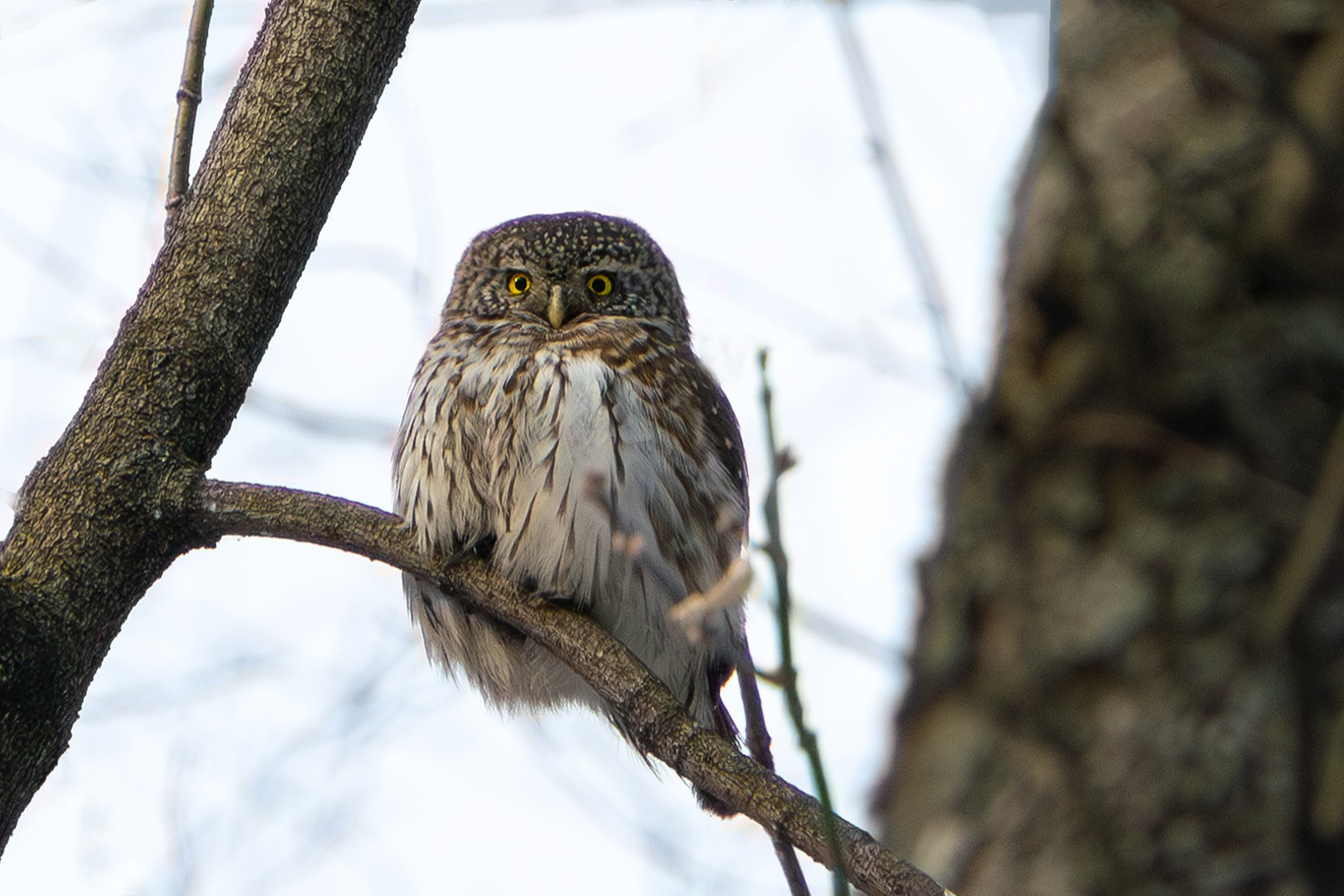 Удивительные мир птиц. Вокруг нас столько прекрасного — присмотритесь!. Ваш личный фотограф Марина Волкова