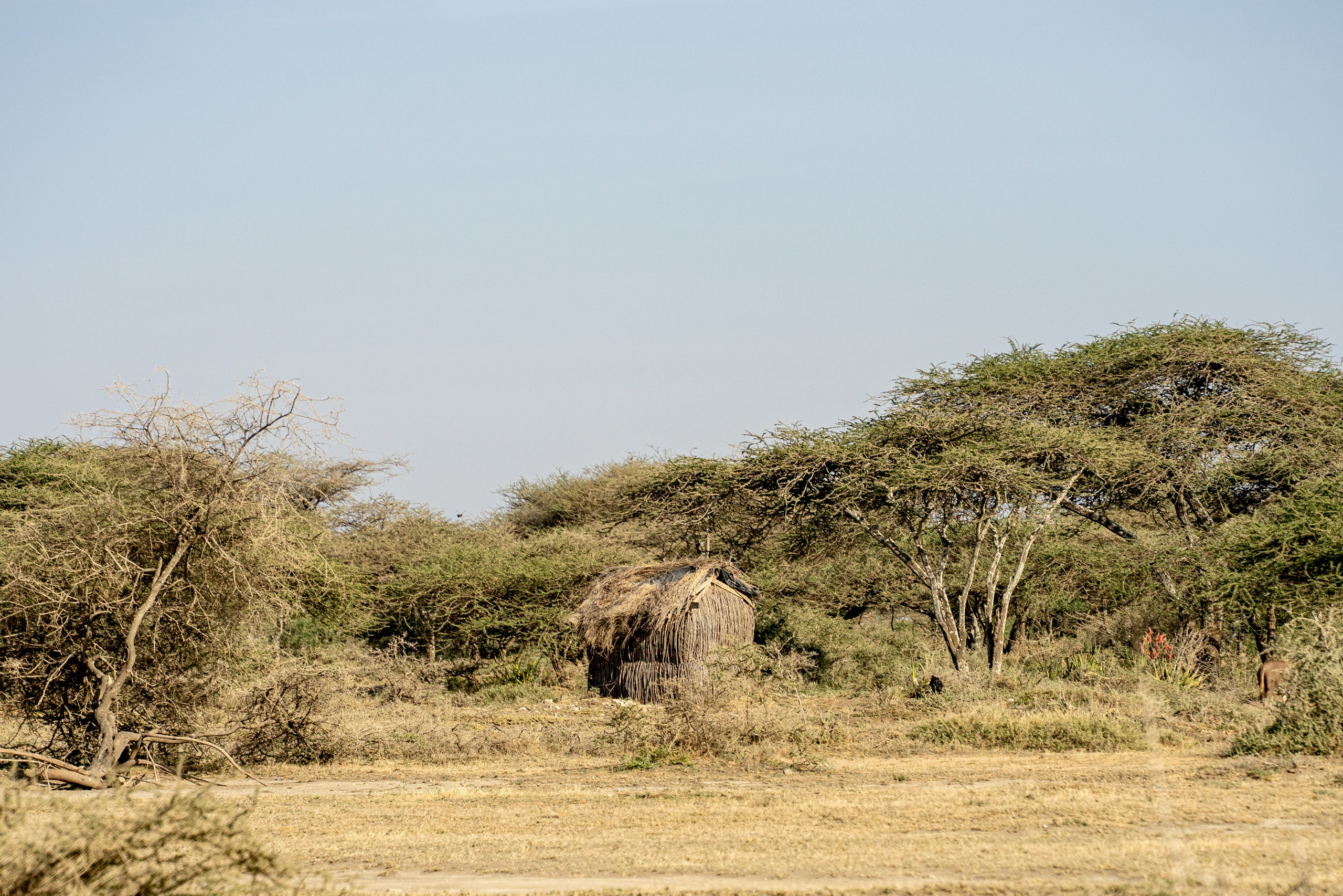 Танзания, сафари, 2025. Творческие сьемки