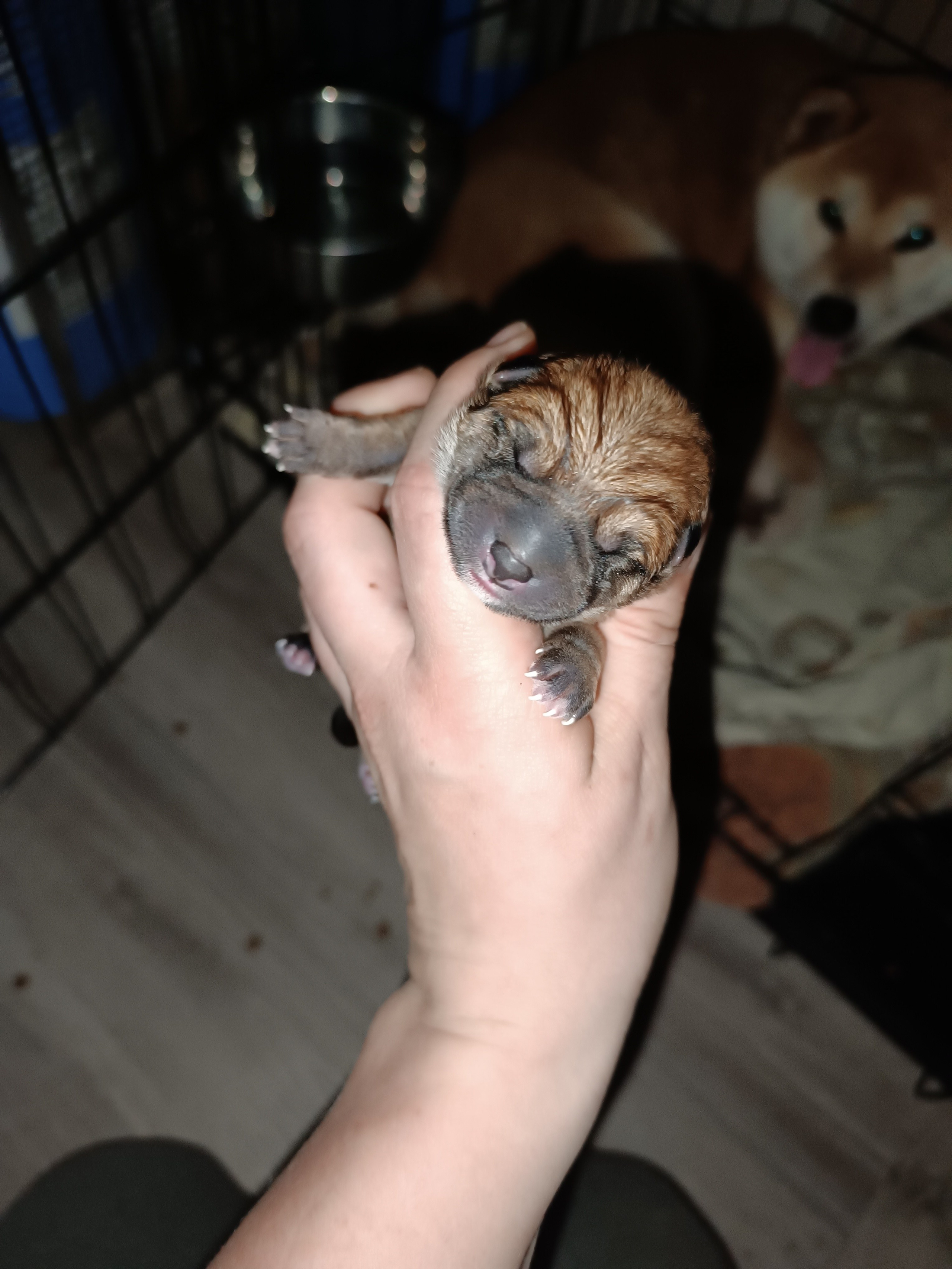 Сиба Rubylight Germes питомник Рубилайт