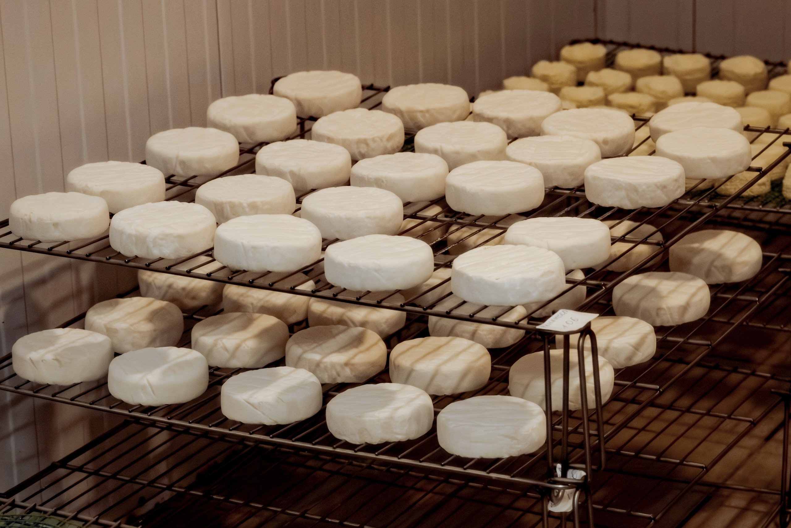 Экскурсия и дегустация. Частная сыроварня FROMAGELLE (г. Саратов). Фотограф_Петербург