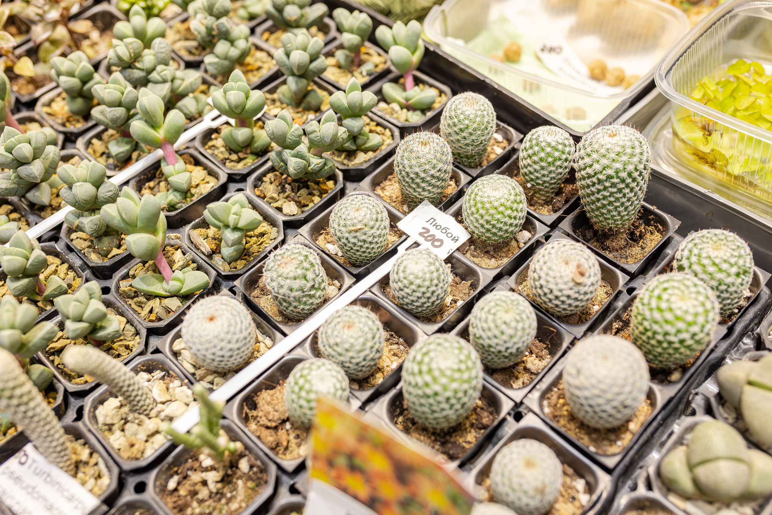 Монстериум апрель 2026. Александра Куликова фотограф, Москва