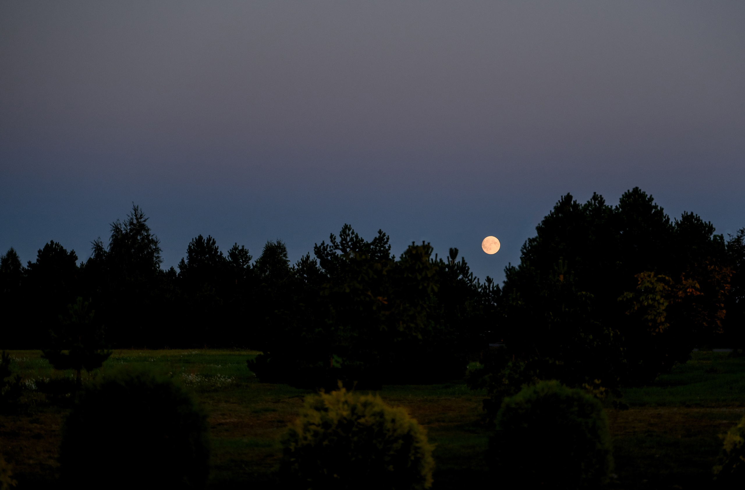 Александр и Арина. Фотограф Анна Абрикосова