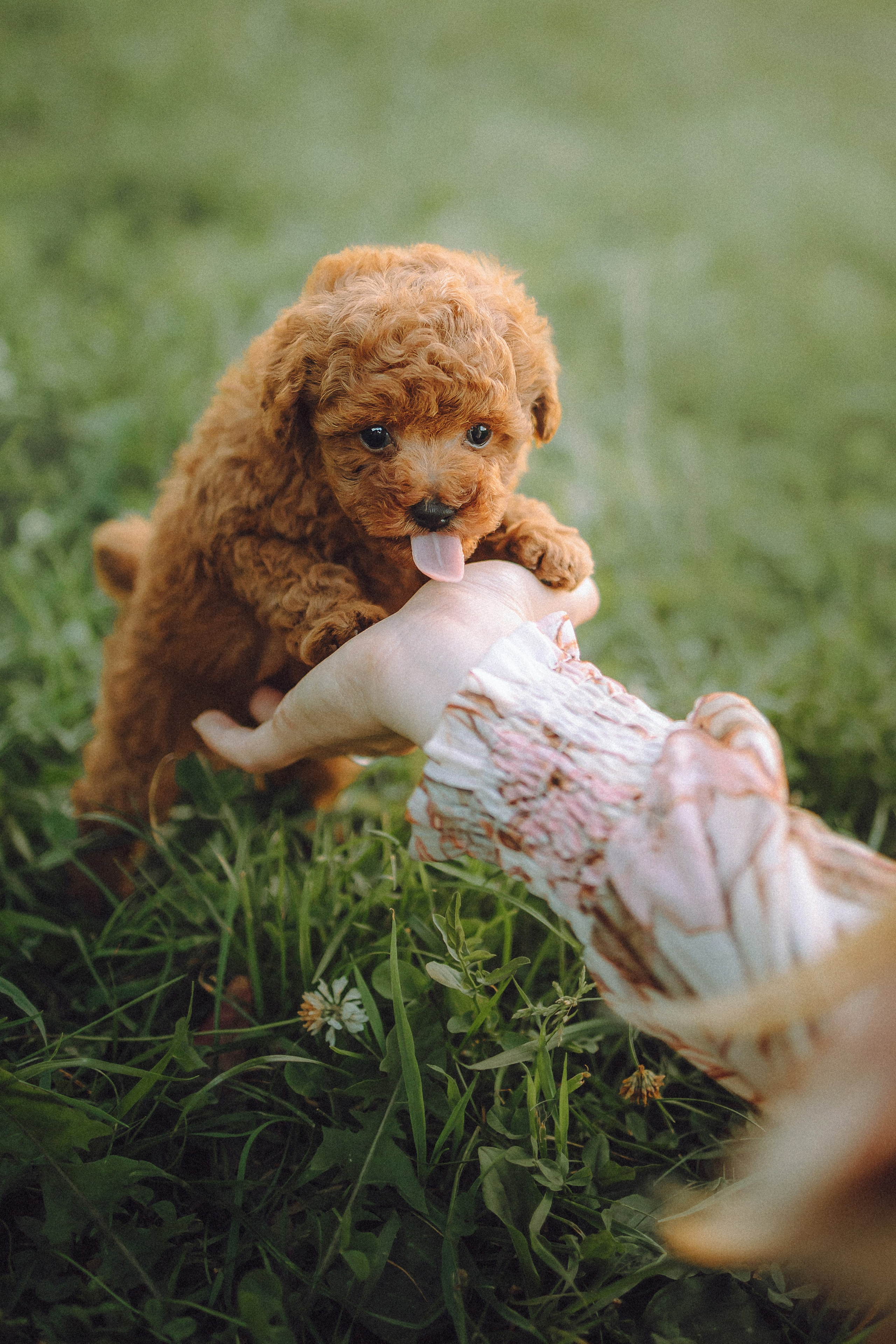 Гречка, Кари и щенки