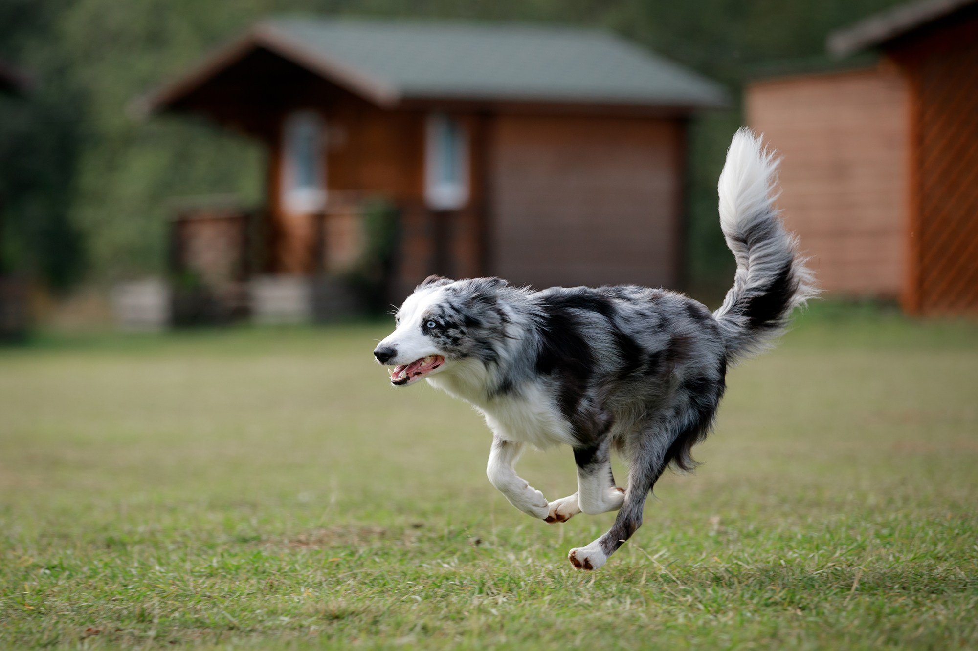 Лагерь по ОБД с Инной Баженовой. Фотограф-анималист Mary Mart — Москва, Питер