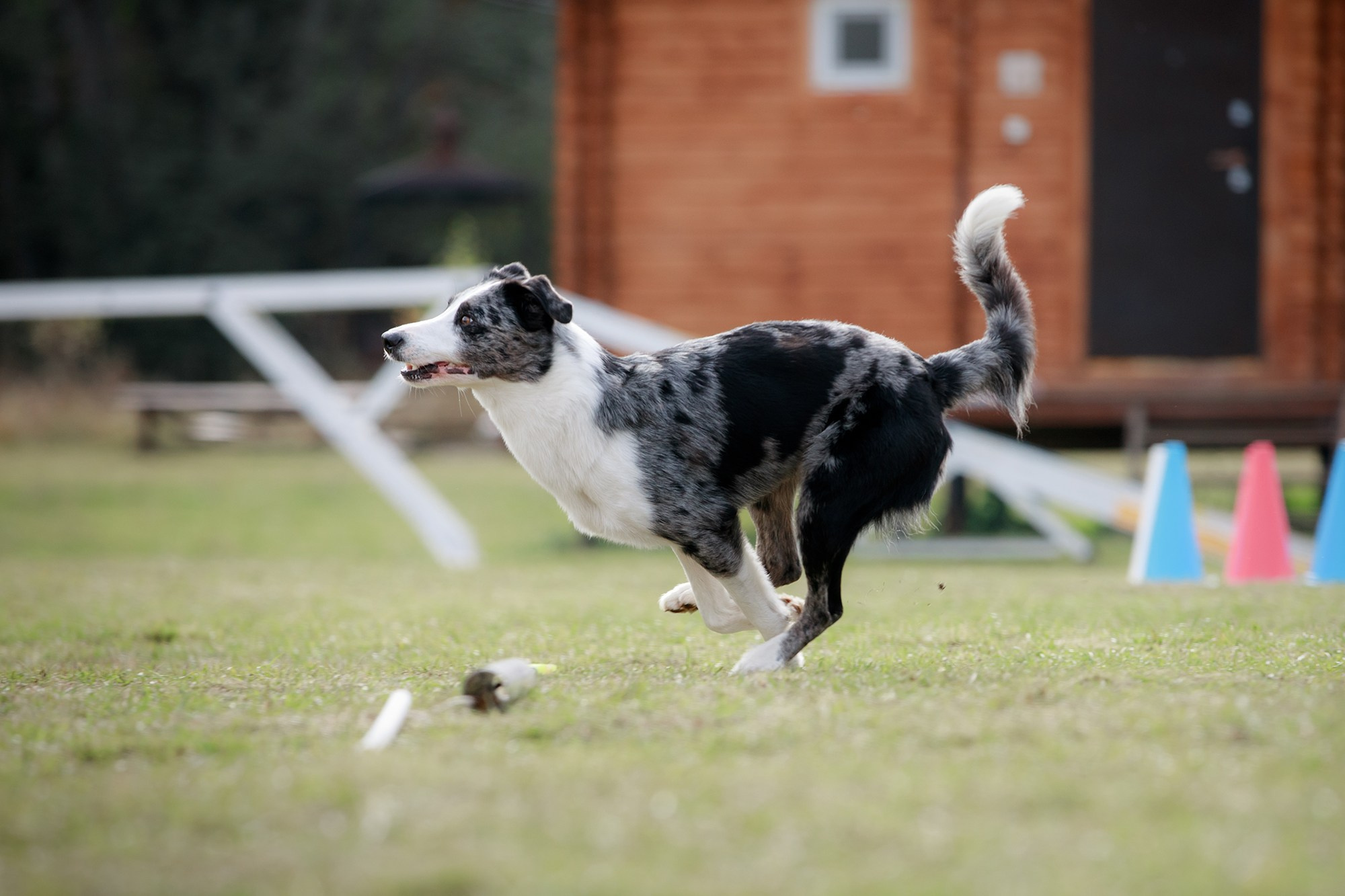 Лагерь по ОБД с Инной Баженовой. Фотограф-анималист Mary Mart — Москва, Питер