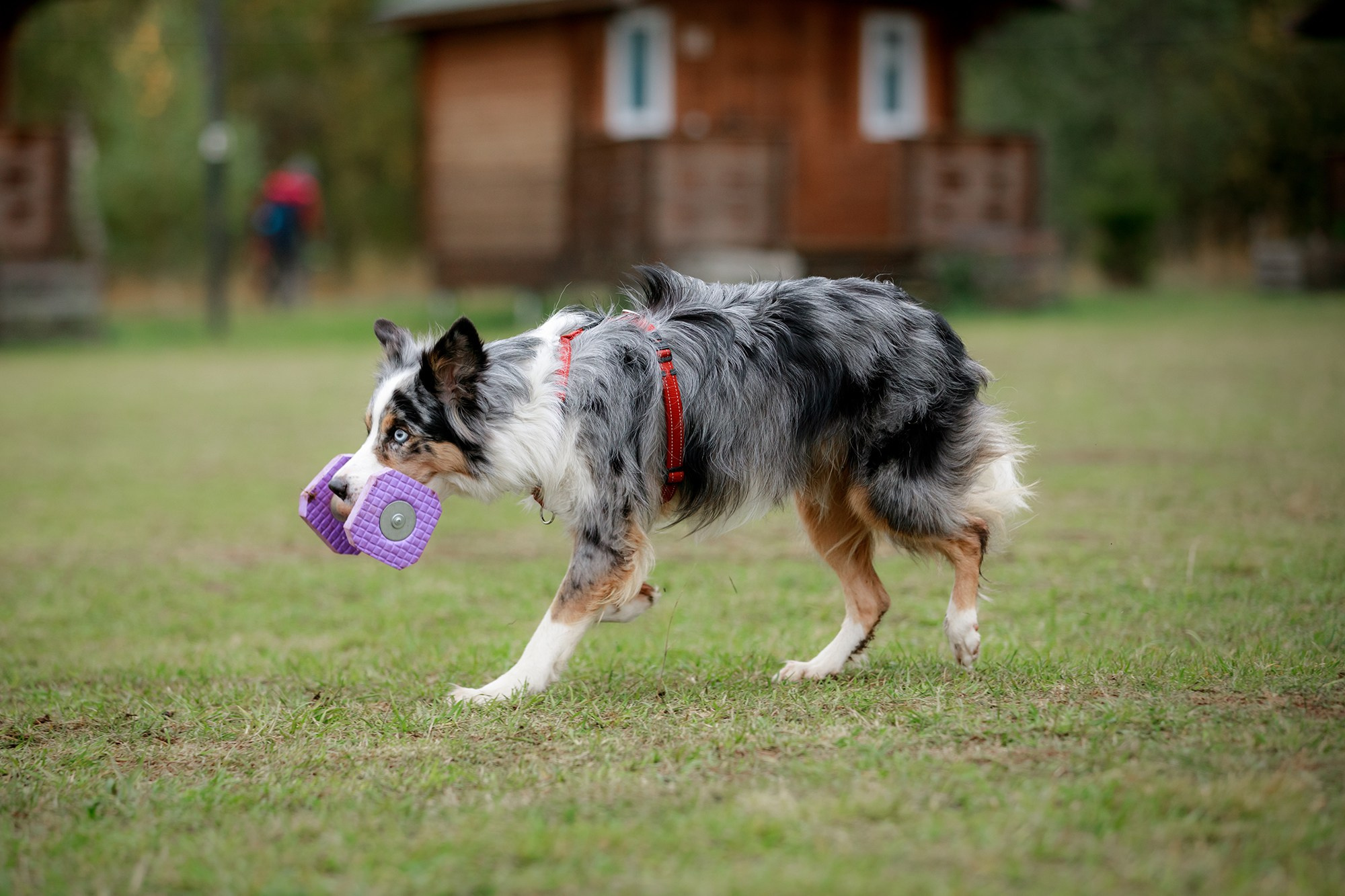 Лагерь по ОБД с Инной Баженовой. Фотограф-анималист Mary Mart — Москва, Питер