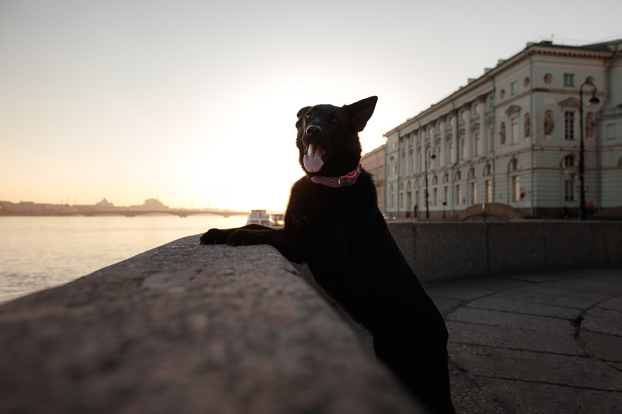 Алена, Кай и Мара. Фотограф-анималист Mary Mart — Москва, Питер
