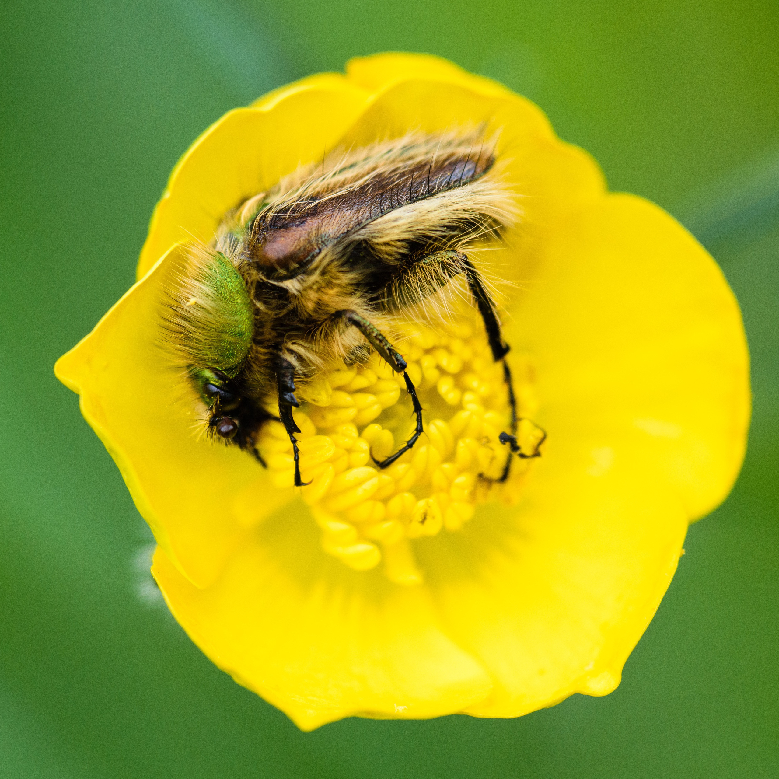 Насекомые. Фотограф Вадим Хмурковский