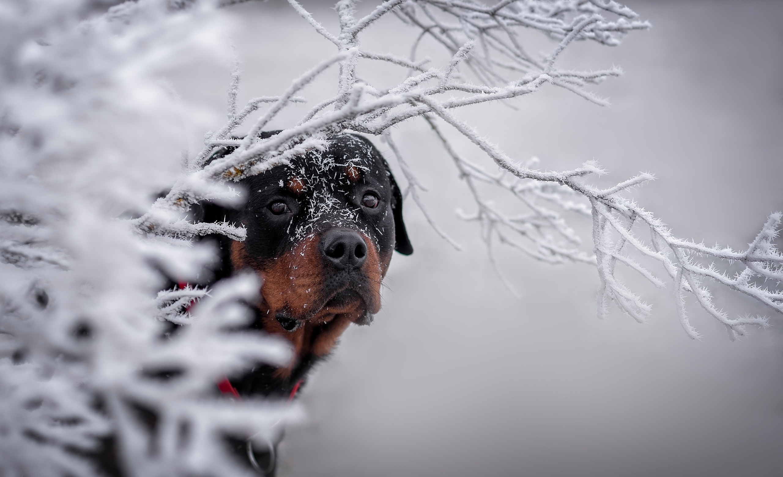 Кайрос. Фотограф анималист Ставрополь Яна Кудлай