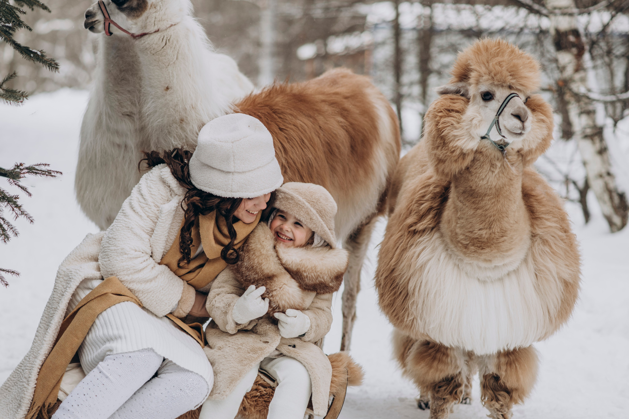 Зимняя фотосессия с Альпаками. Свадебный фотограф в Дмитрове