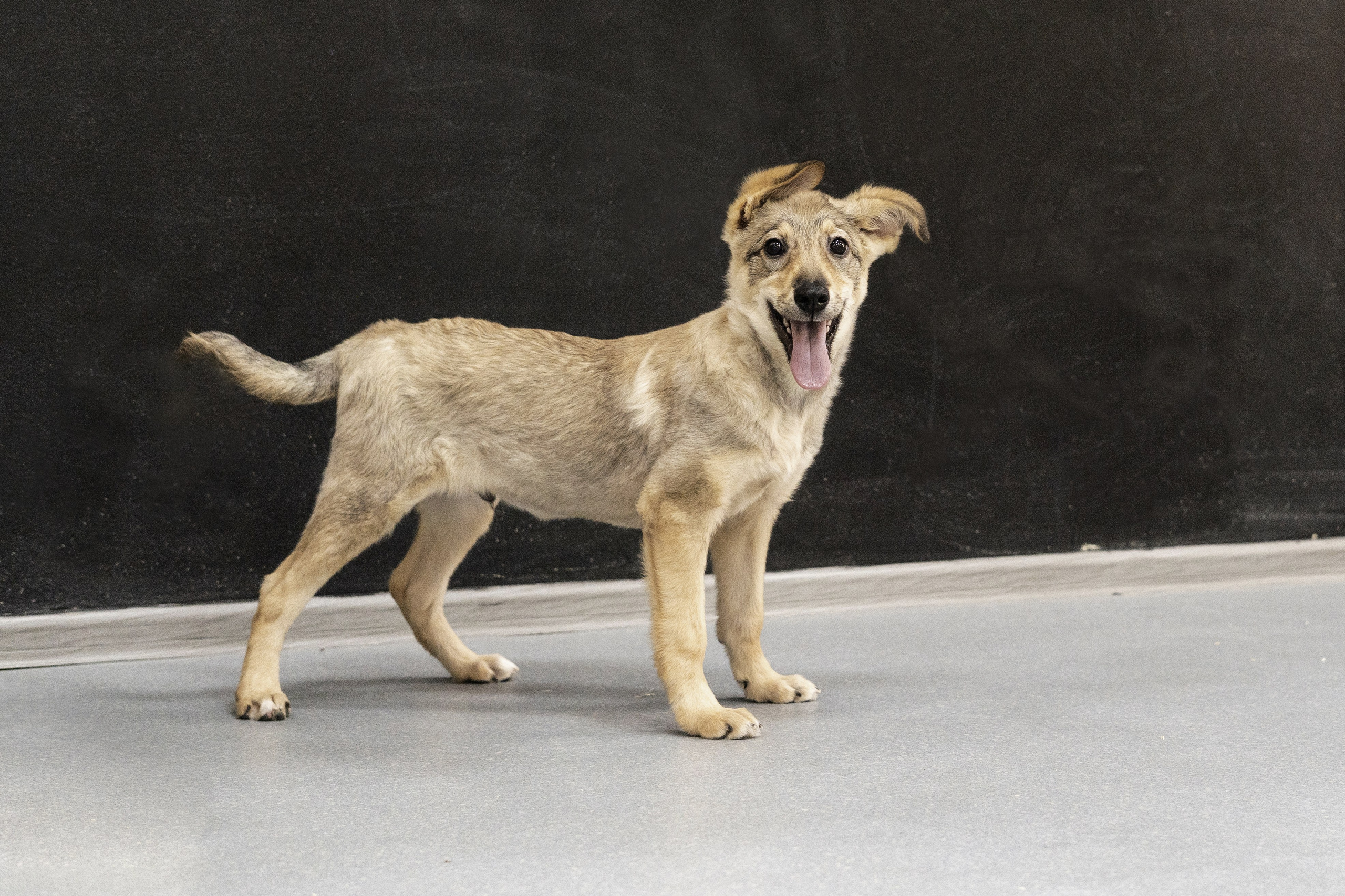 Бездомыши. Фотограф Екатерина Зорина