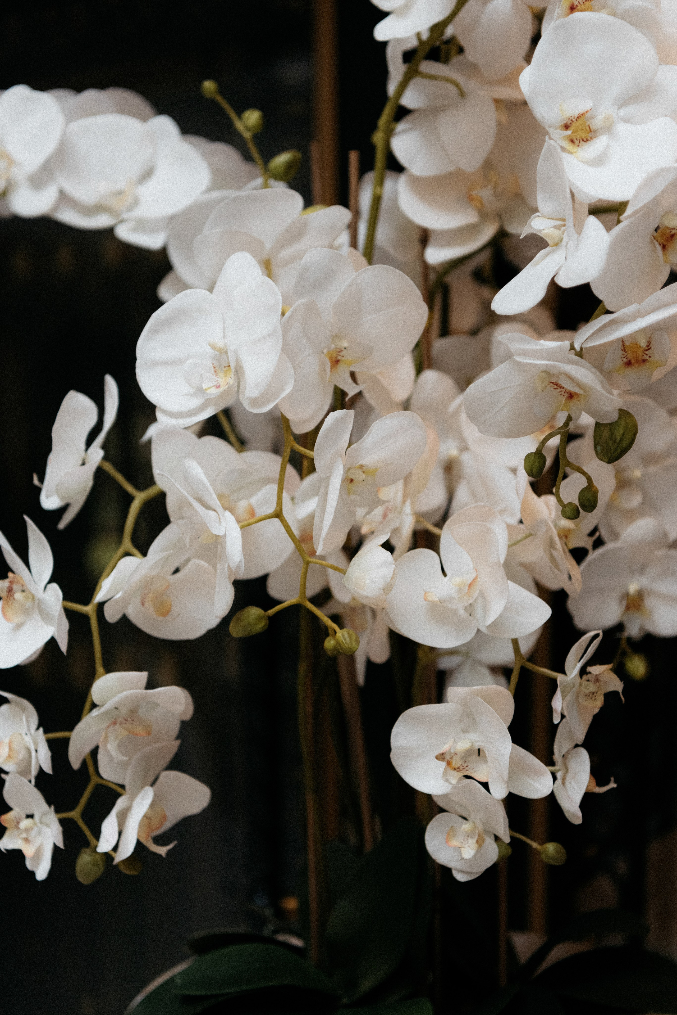 Alena|Kostya. Свадебный фотограф Санкт-Петербург DanyaPhotoart