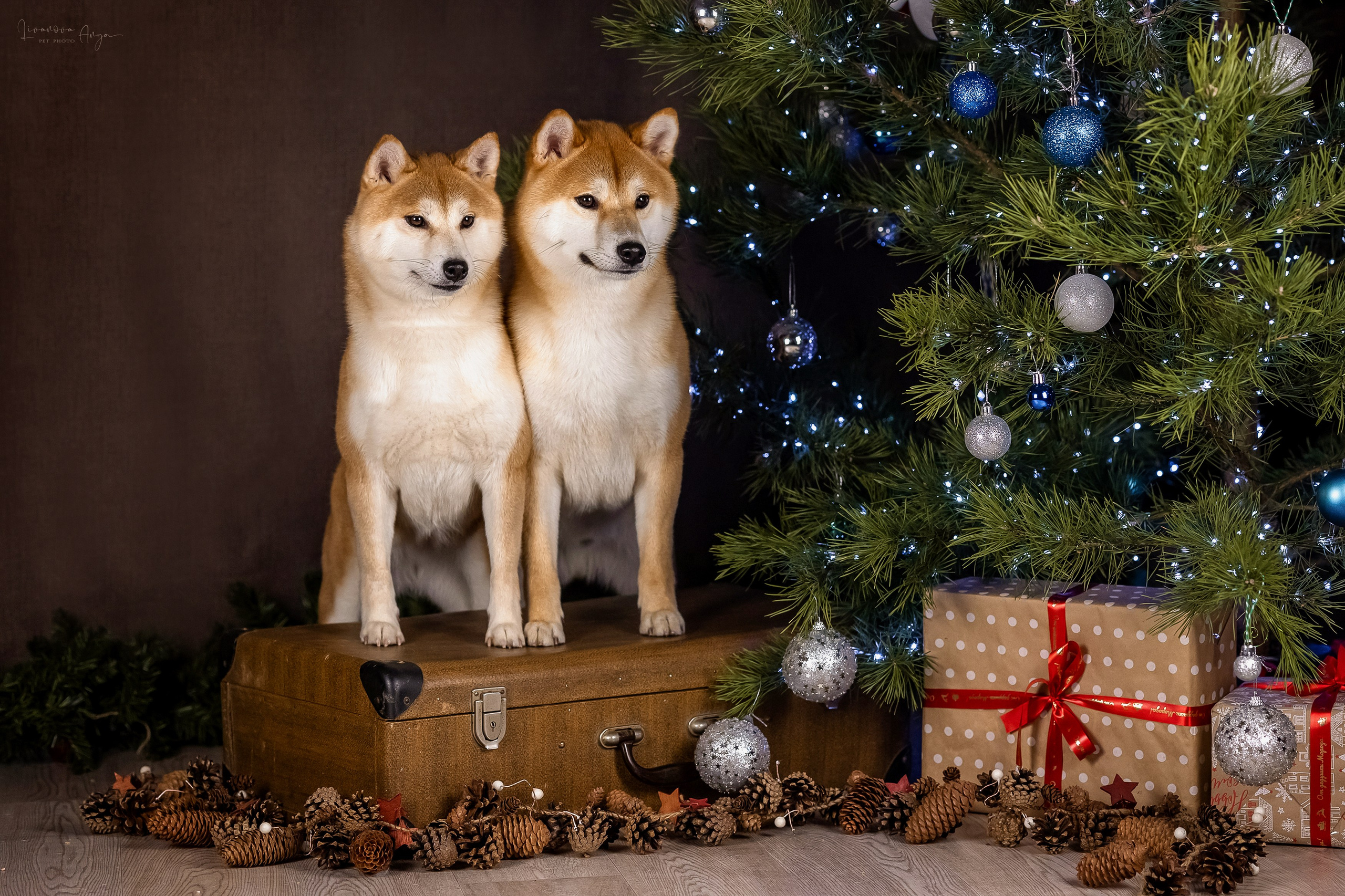 Фотодень_3 2025. Фотограф анималист Аня Ливанова | Рыбинск