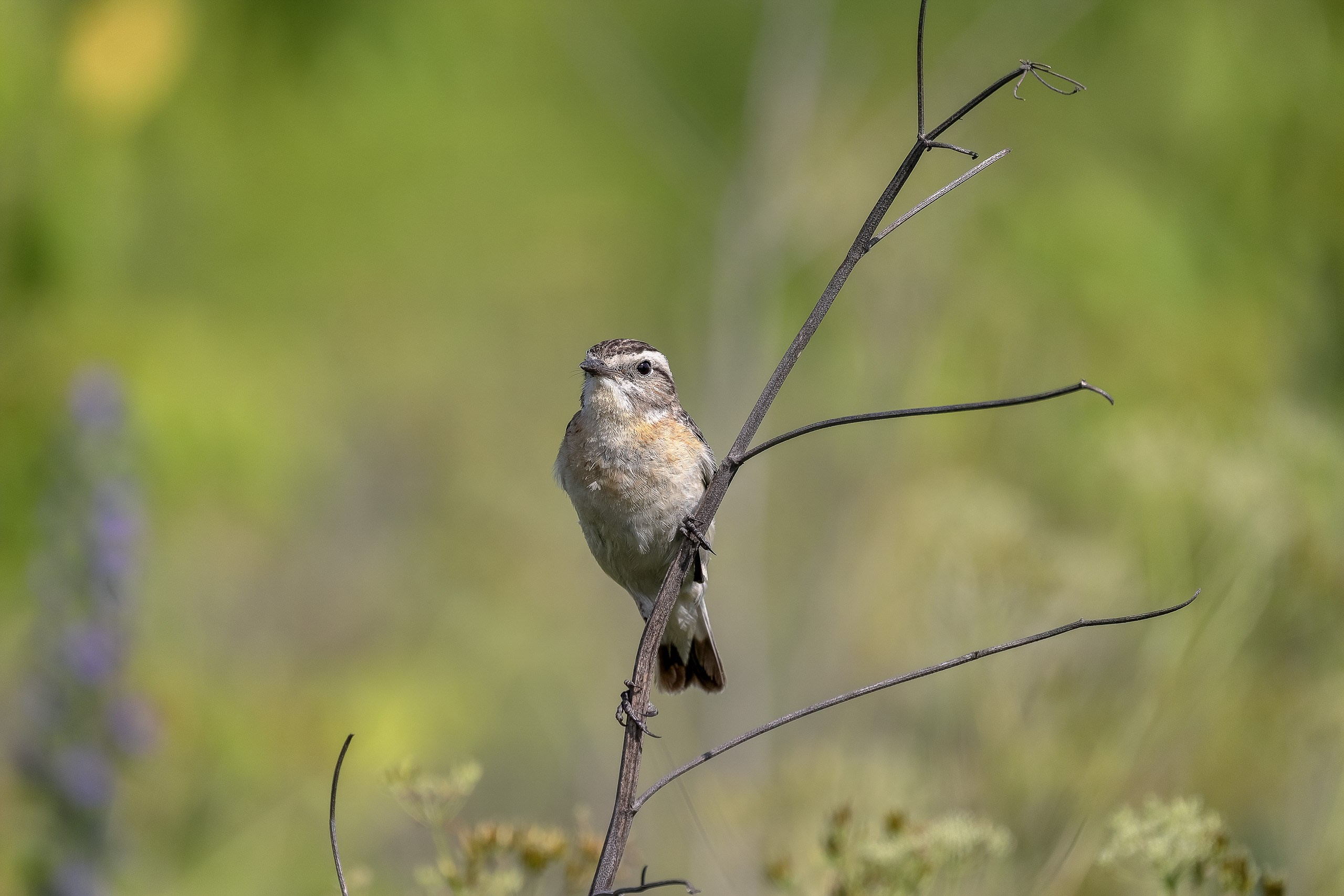 Луговой чекан