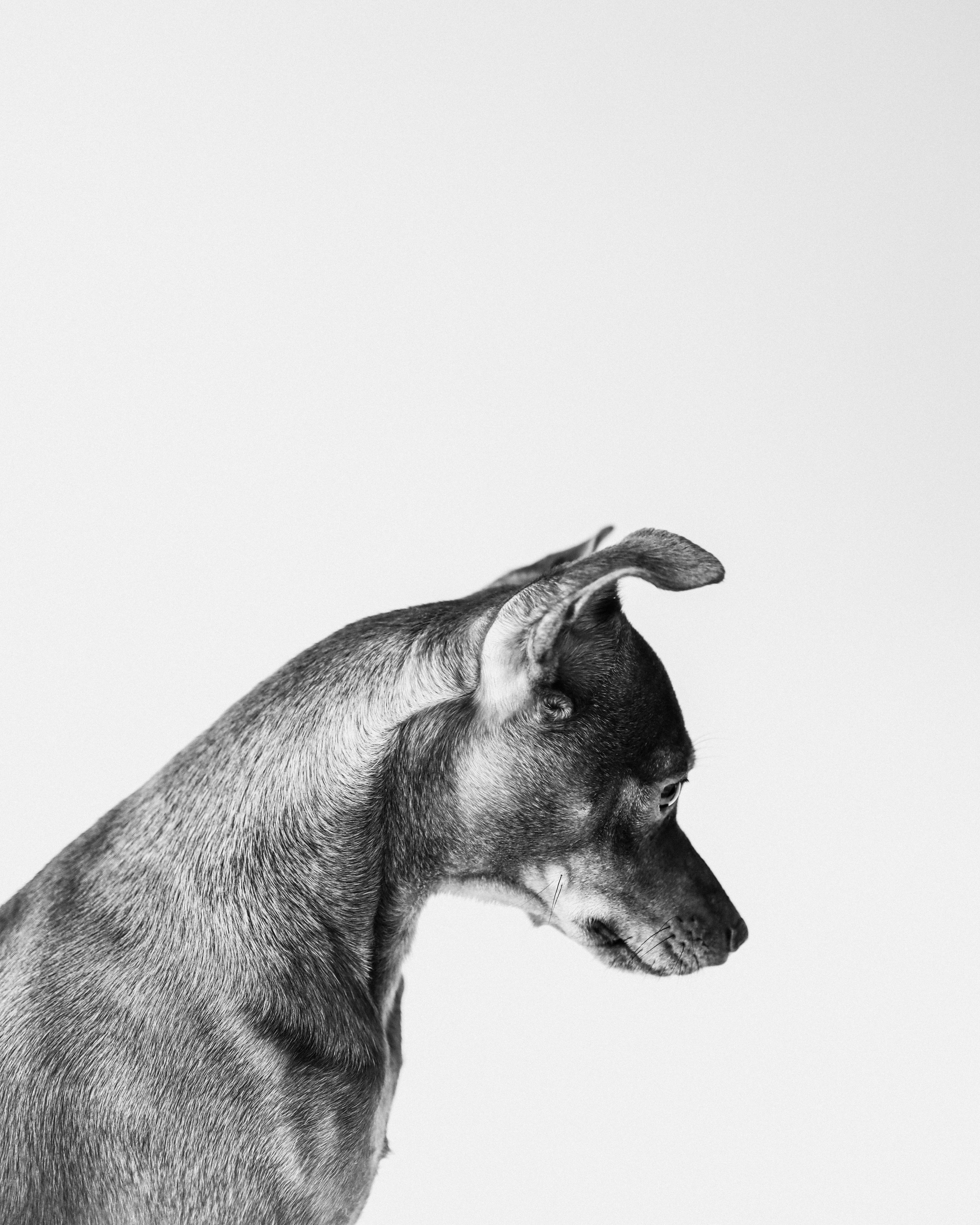 С хвостиками. Портретный фотограф в Москве. Фотосессии с собаками