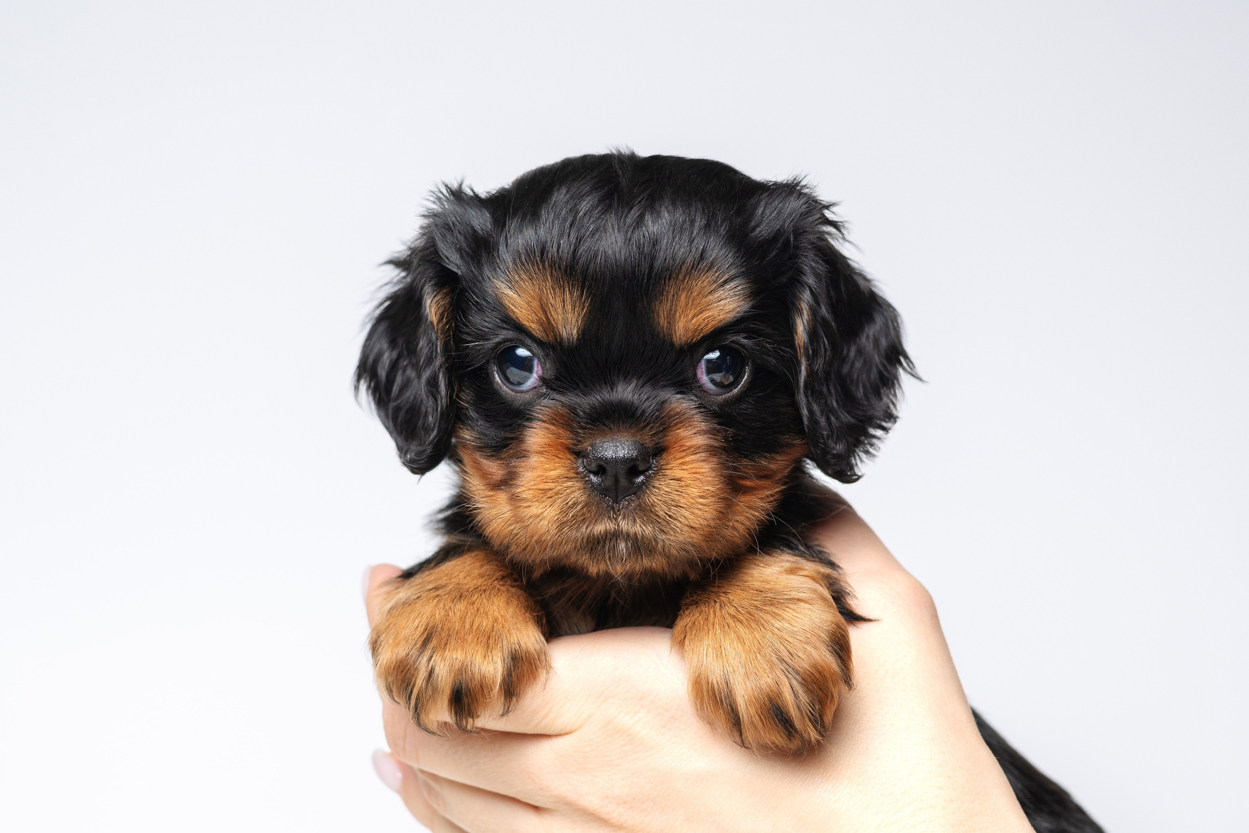 ККЧС. Фотограф анималист Осипчикова Мария