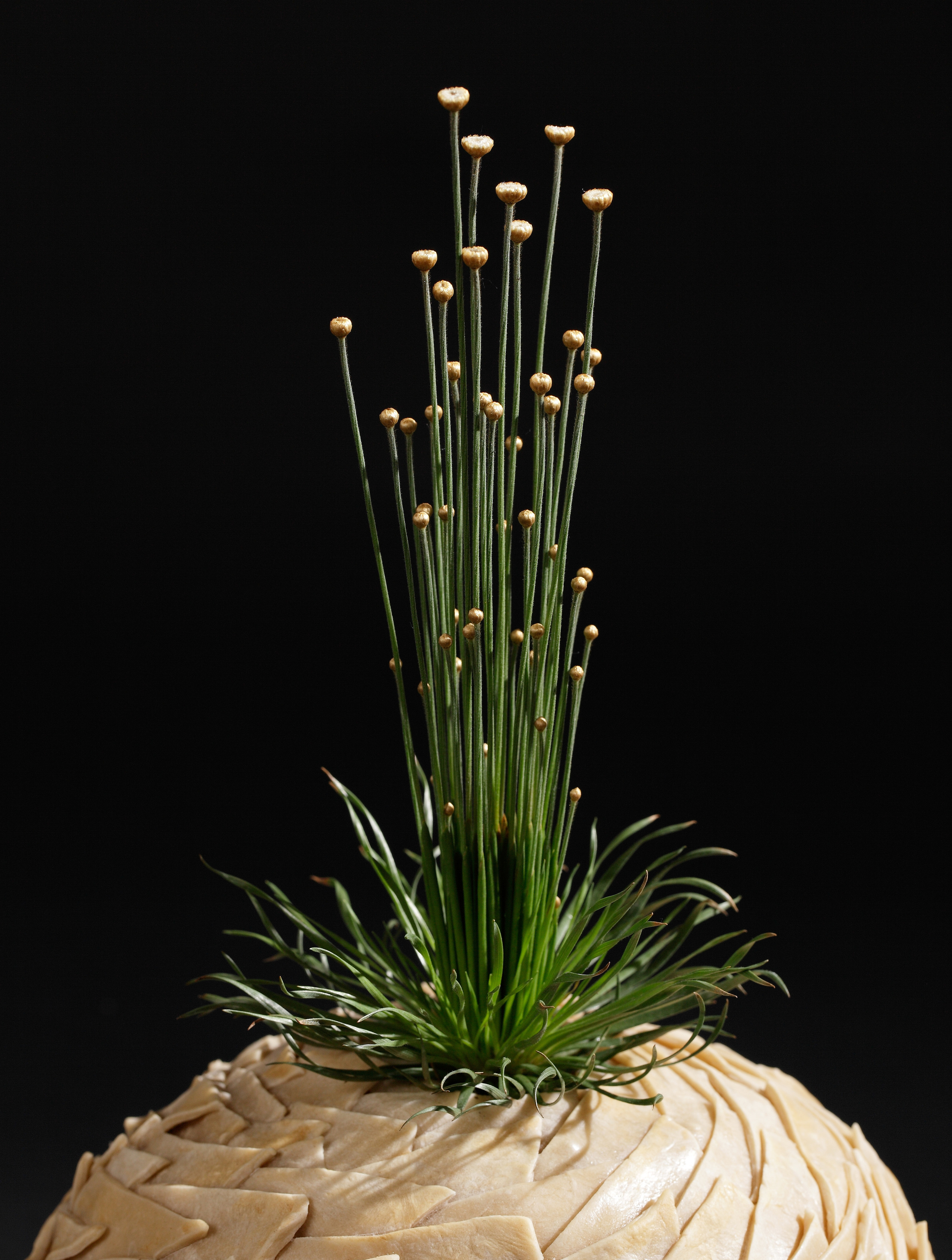 Флорист: Показаньева Анна.