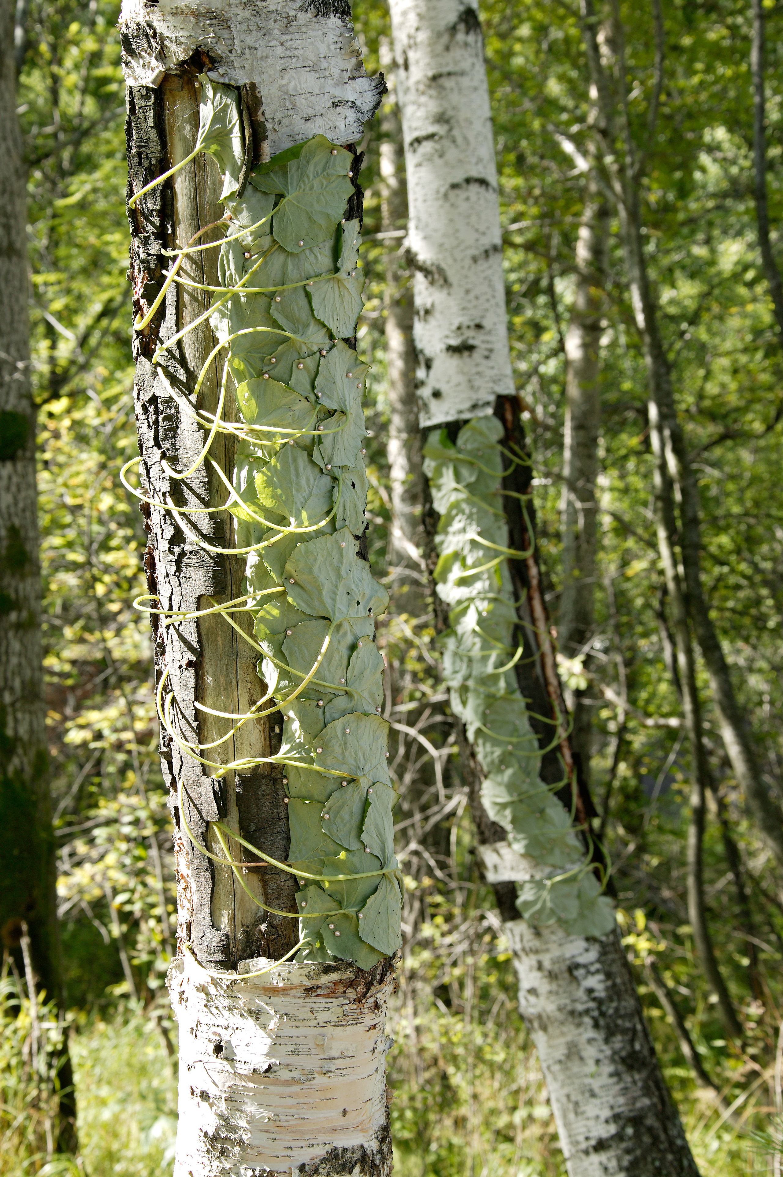 Флорист: Юлия Бугакова.