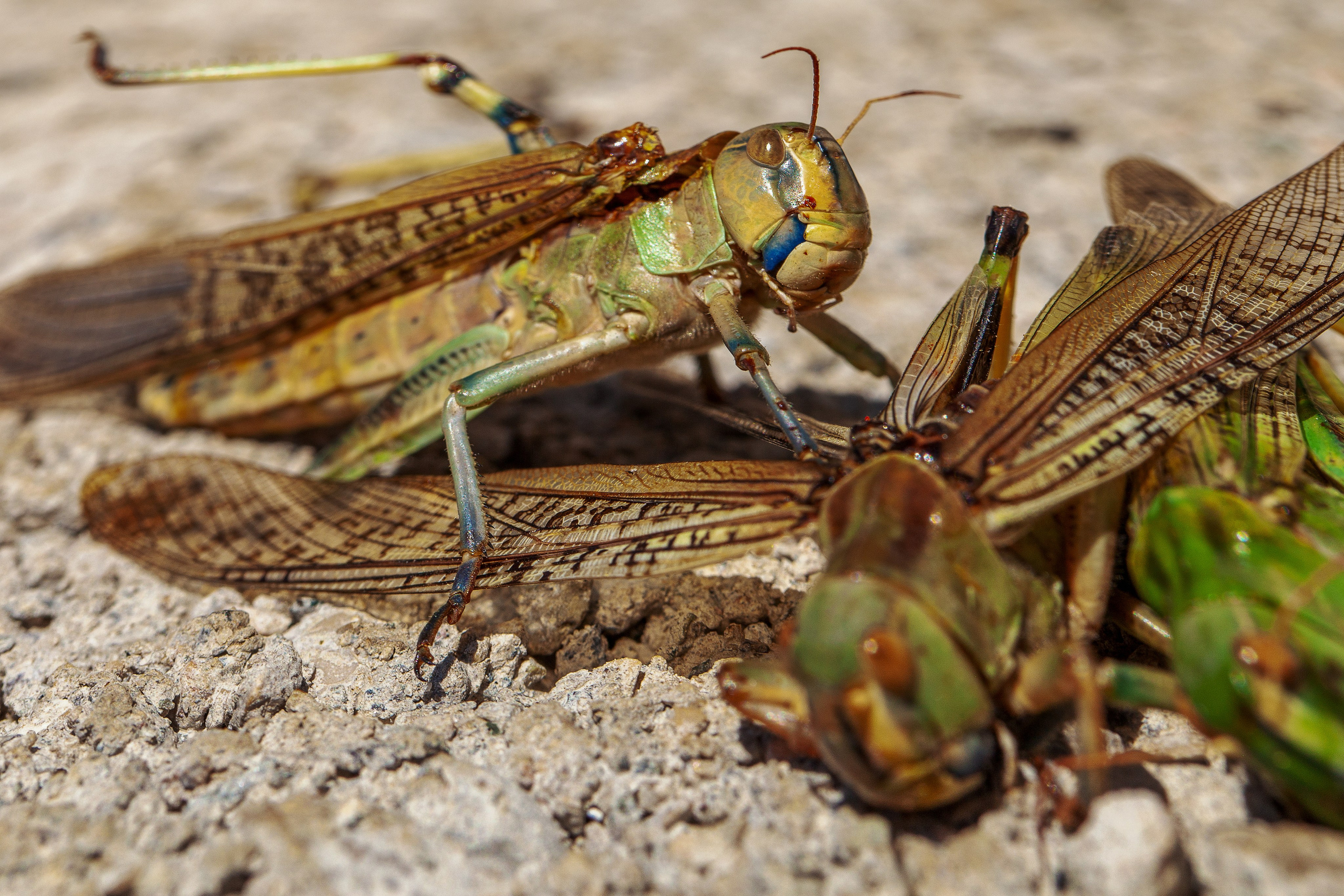 Саранча. Медиапродюсер, фотограф в Минеральных Водах —Виктор Холодов