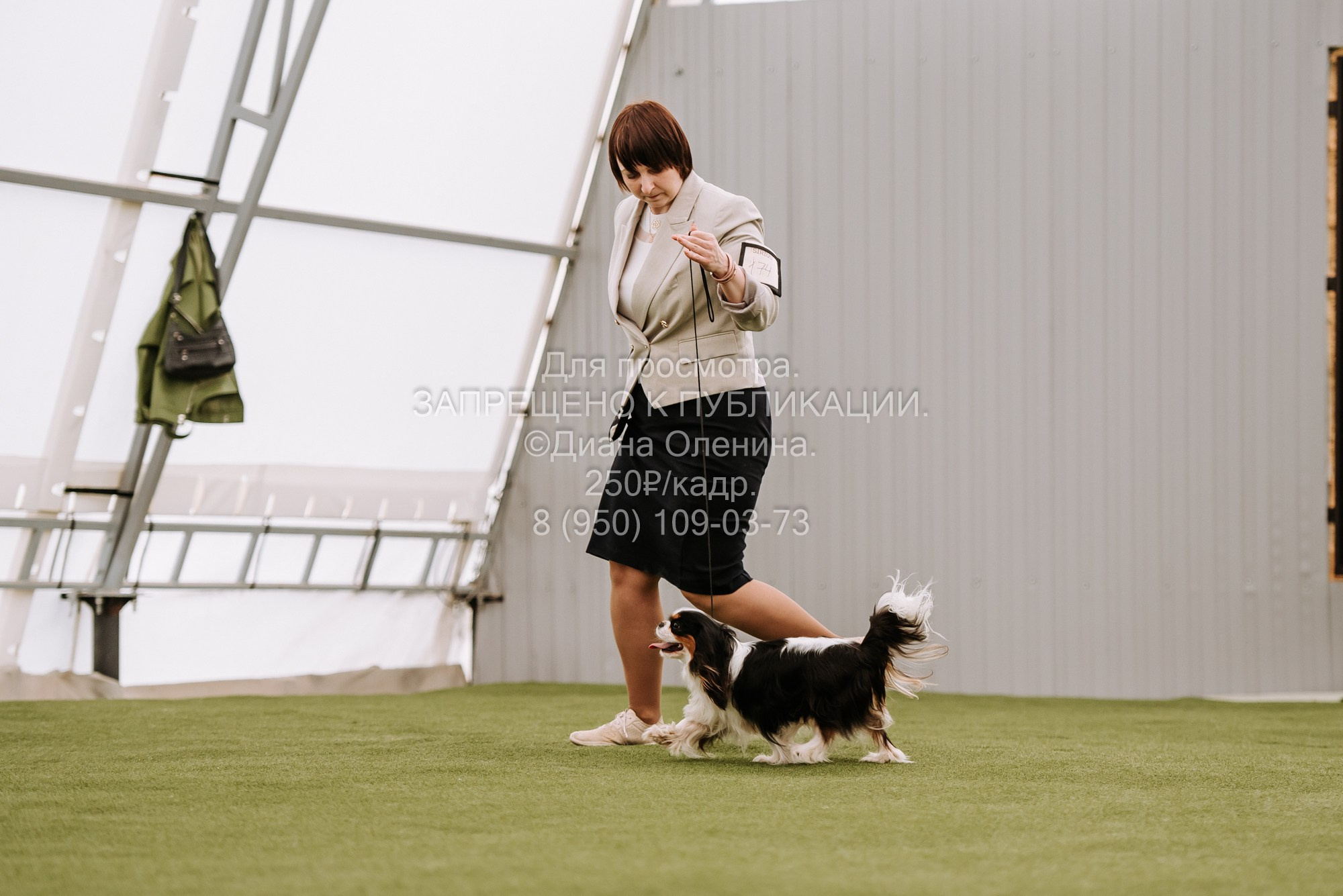 Выставка собак Красноярск 2.06. Фотограф Диана Оленина Красноярск / Братск