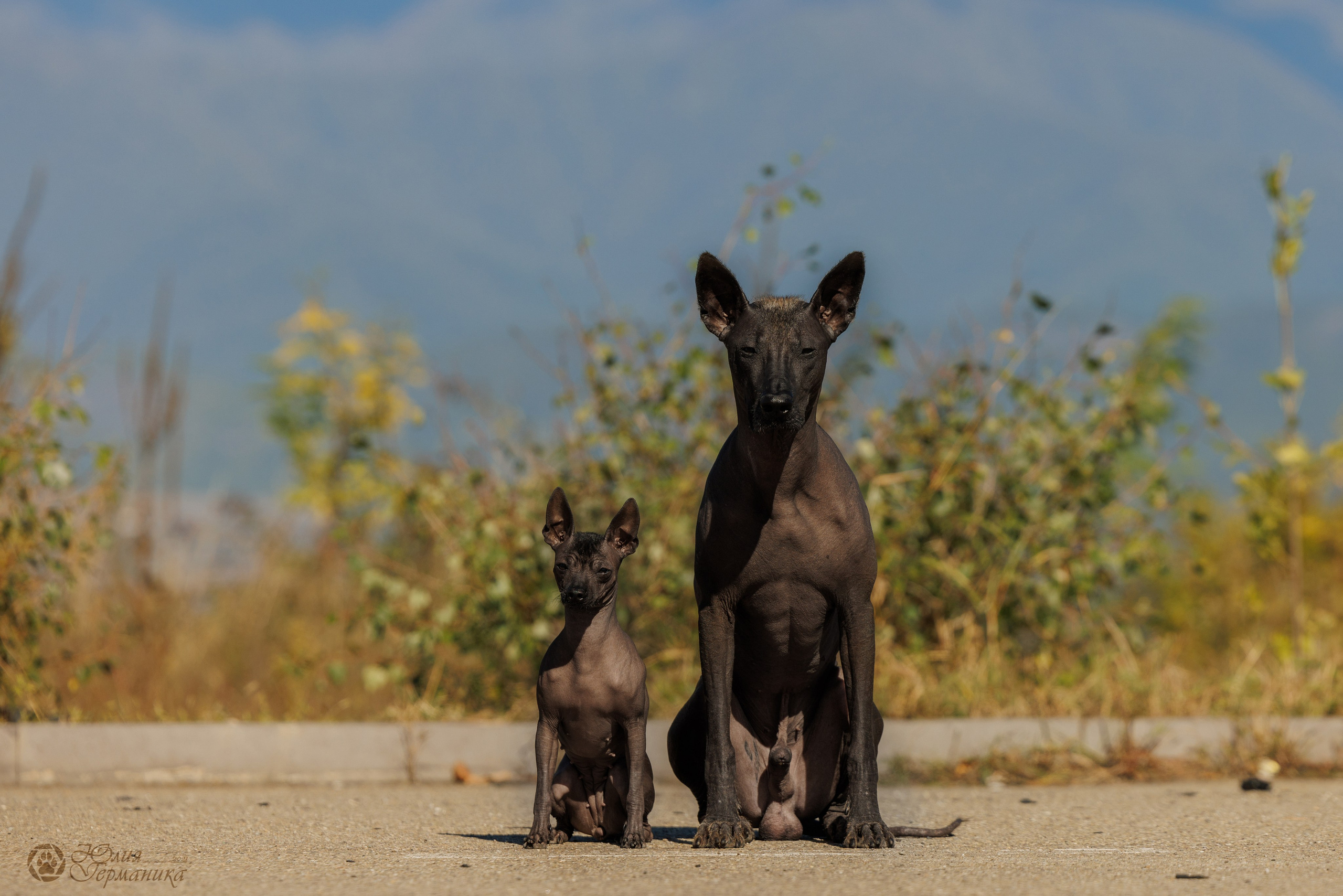Грузия,Телави 2хCACIB 19-20.10.2024. Фотограф-анималист Юлия Германика