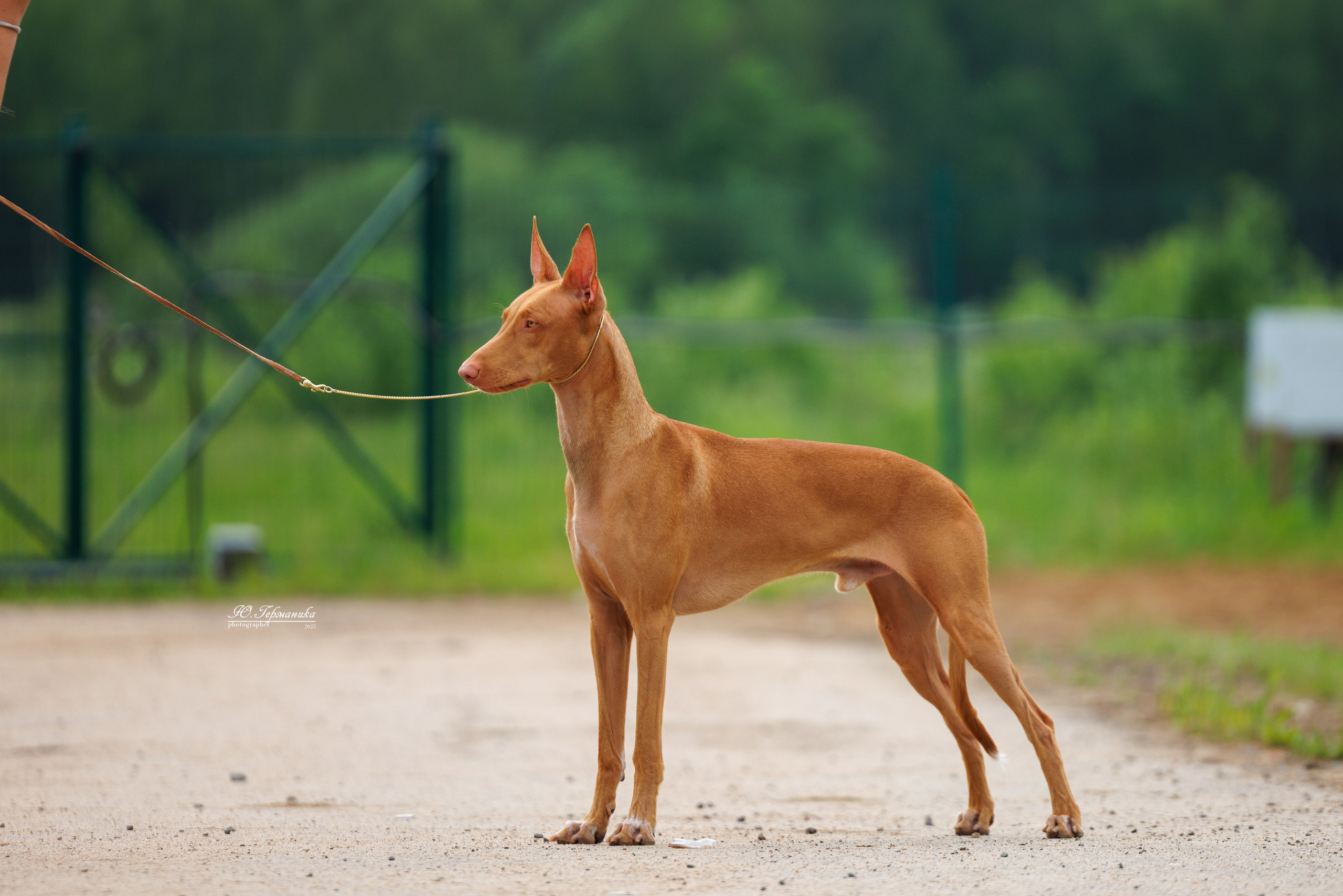 РОССИЯ 7-8.06.2025. Фотограф-анималист Юлия Германика