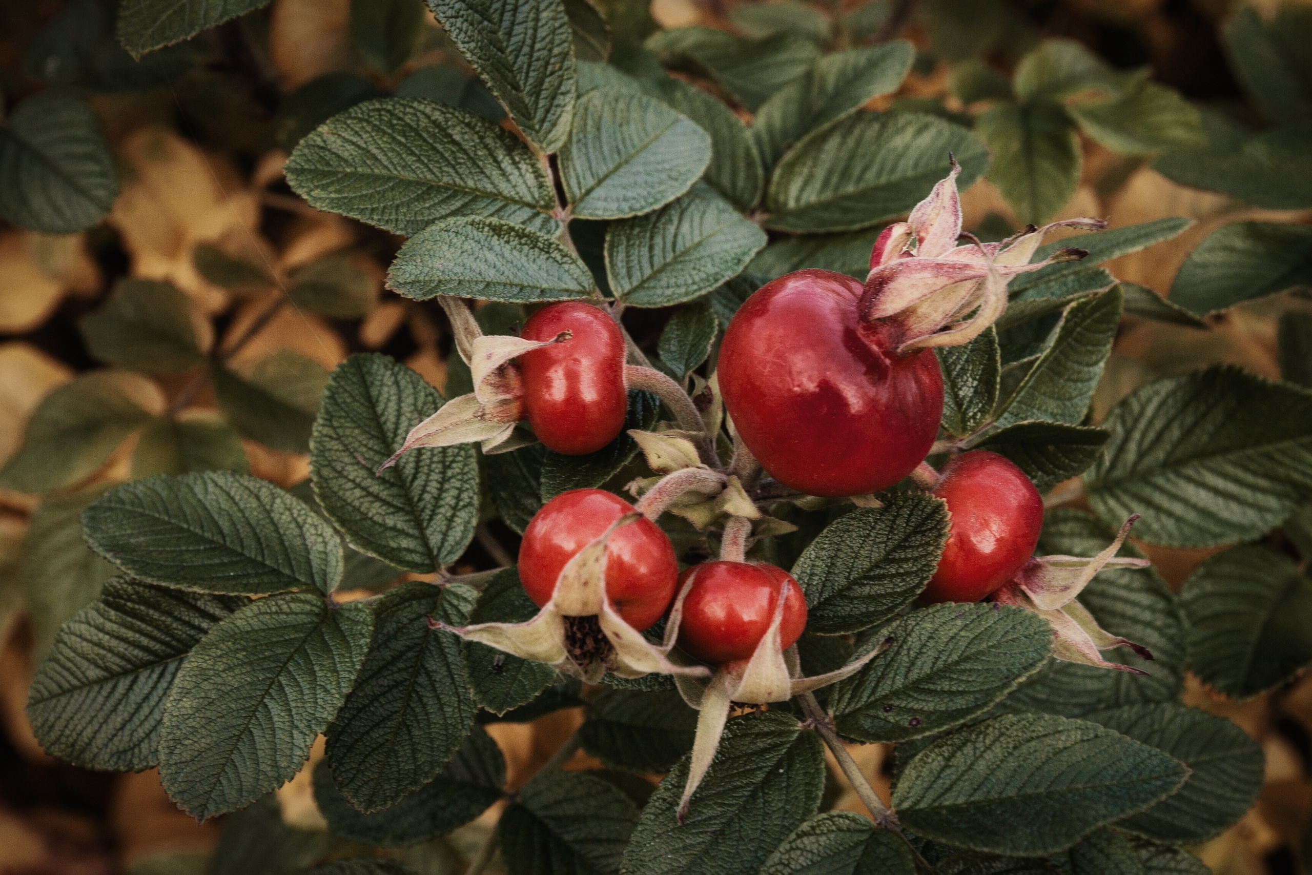 Цветы. Пейзажный и семейный фотограф в Санкт-Петербурге Александр Белов